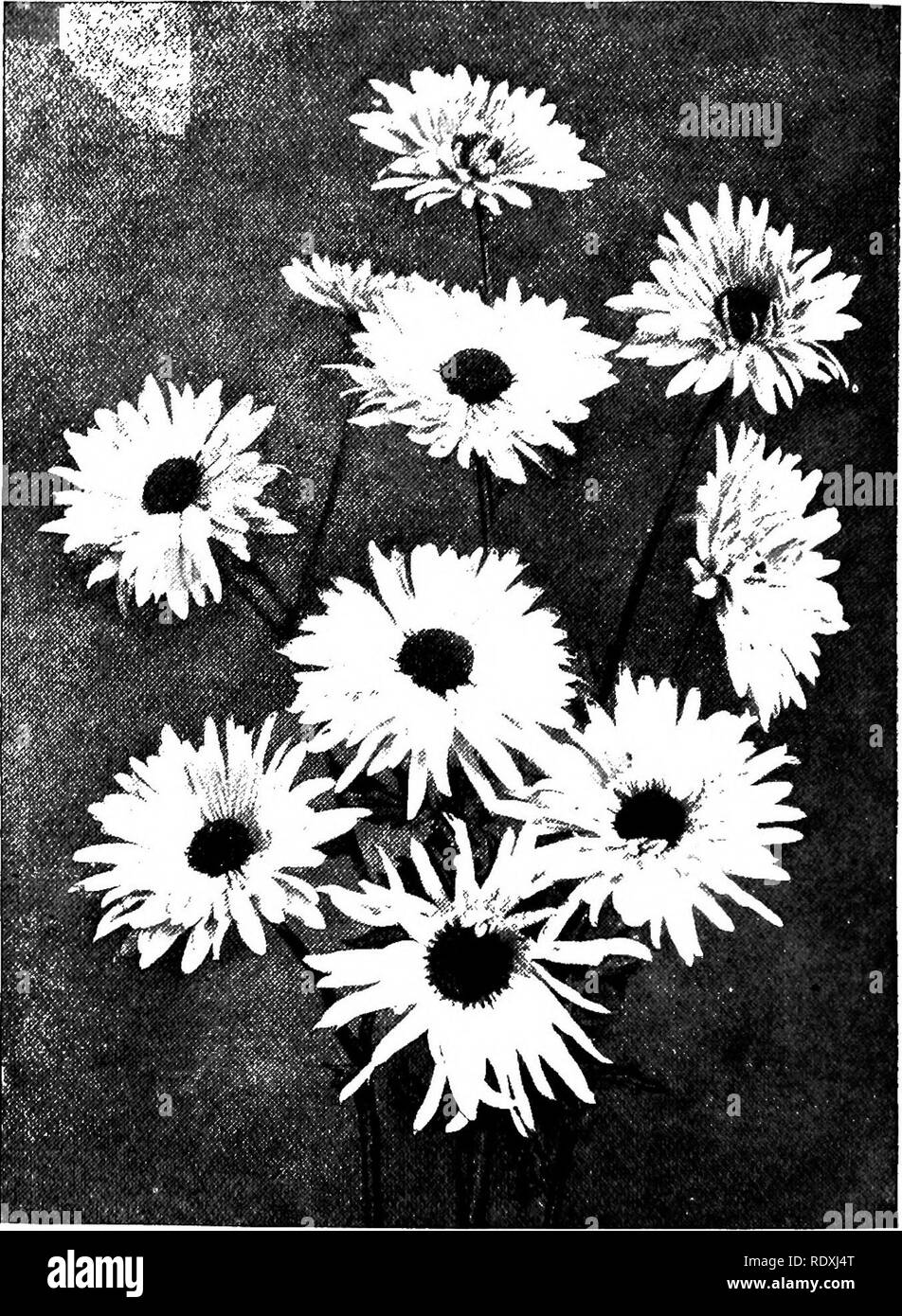 . Das Buch der Gartenarbeit; ein Handbuch der Gartenbau. Gartenarbeit; Gartenbau. Ist 2 DAS BUCH DER GARTENARBEIT. In der Tat, die Japaner haben fast verdrängt die aus vielen Gärten Incurved. Obwohl es zugegeben werden muss, dass die weniger formellen Japanische Klasse sind, desto schöner ist es schwieriger zu. Abb. - Chrysantheme Frau A. E. Stubbs. ein wirklich tiefes, wohlgeformten Blume einer Vielzahl als Incurved ist es eine feine japanische Blüte zu produzieren. Es ist nicht nur Gentestgesetz Kulturtechnik Voraussetzung, aber eine Kenntnis der Dressing oder Blütenblatt Manipulation notwendig Incurved Blüten zu haben. Bitte beachten Sie, dass Th Stockfoto