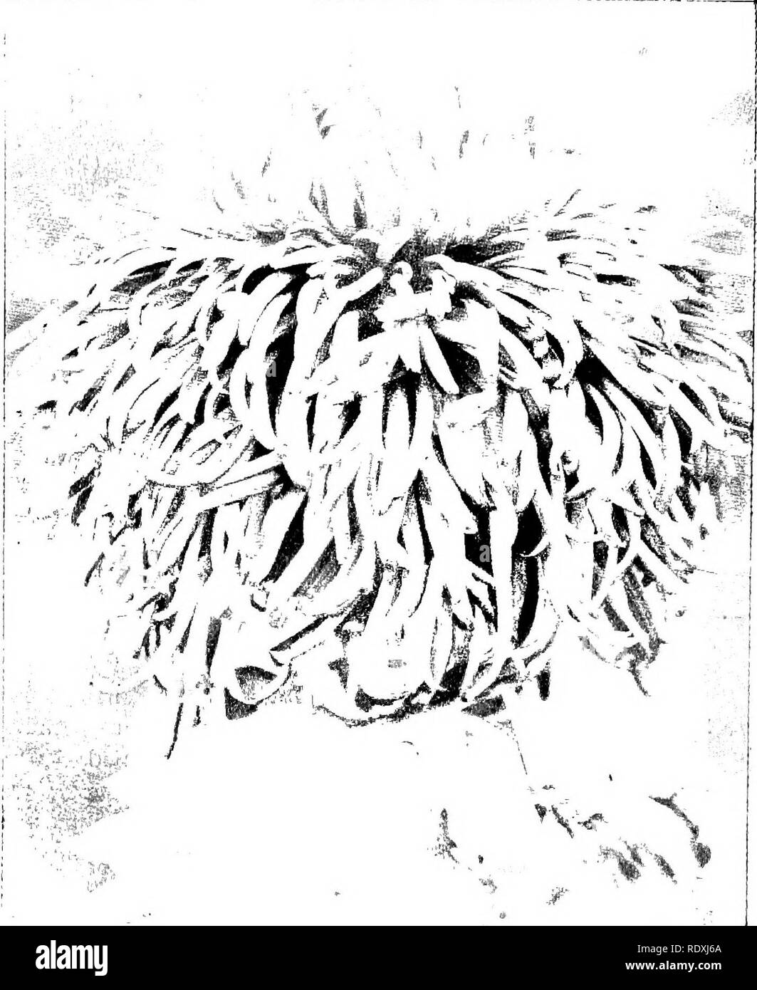 . Das Buch der Gartenarbeit; ein Handbuch der Gartenbau. Gartenbau, Gartenbau. Auf Chrysanthemen. HS Röschen breit; eine große Blume; Höhe 4 ft. Herbert J. Cutbush. tiefes Rot, gekennzeichnet mit Gelb; eine gute vordere Reihe Blüte; Krone Bud. H.J.Jones, intensive Crimson: röschen flach und breit, und hübsch, Höhe 4-Ift. John Pockett, eine Mischung aus reichen Crimson. Abb. - Chrysantheme Herr A. G. Hcbbuck. und hellen Bronze; eine Tiefe und schöne Blume; Höhe 4 ft. Joseph Chamberlain, sehr reiche Crimson, mit einem Goldenen rückwärts auf die Grundzüge der Röschen; ein sämling von E.Molyneux, mit einem besseren Gewohnheit und feiner Blume Stockfoto