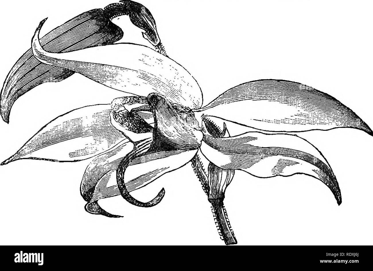 . Freaks und Wunder der Pflanzenwelt ; oder, Kuriositäten der Vegetation. Anlage Anatomie. Abb. - 45 - Snipe Orchis ("Gärtner Chronik"). Abb. 46. - Blumen von Pachystoma Thomsoni ("der Gärtner Chronik"). Bitte beachten Sie, dass diese Bilder sind von der gescannten Seite Bilder, die digital für die Lesbarkeit verbessert haben mögen - Färbung und Aussehen dieser Abbildungen können nicht perfekt dem Original ähneln. extrahiert. Cooke, M. C. (Mordecai Cubitt), b. 1825. London, Gesellschaft zur Förderung des christlichen Wissen; New York, E.&amp; J.B., Junge Stockfoto