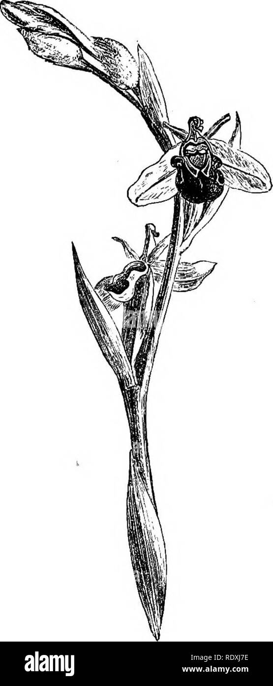 . Freaks und Wunder der Pflanzenwelt ; oder, Kuriositäten der Vegetation. Anlage Anatomie. METEORIC BLUMEN. 269 Ähnlichkeit. Dies ist der Fall in unserer eigenen Biene Orchis {Ophrys apifera), die nicht auf kalkhaltigen Downs (Abb. selten. 44). In einem neugierigen Arten der Darstellung ist, dass der Vogel auf den Flügel. Die "Snipe Orchis" ist solch eine Blume wie in semi-barbarischen Ländern oder unter eine super-stitious Leute, mit einigen mystischen Legende in Verbindung gebracht werden, wie im Fall der anderen Orchidee, der "Heilige Geist" Pflanze, die Gehörnten labellum von Neuguinea orchid (Pachy stoma) weist eine andere Art oder Stockfoto