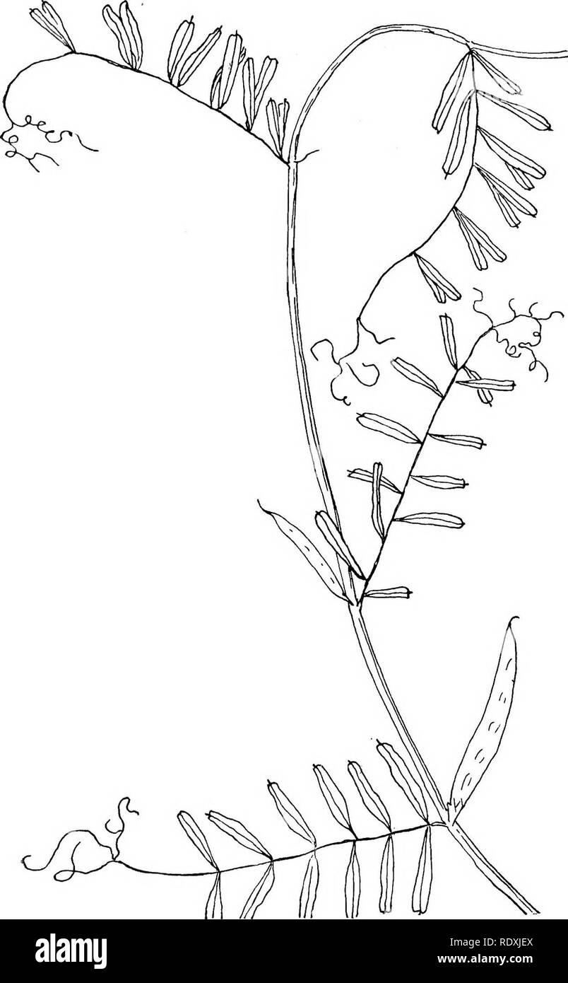 . Die Reben von nordöstlichem Amerika;. Kletterpflanzen. 57 Abb. - 27. - Gemeinsame Vetch. [V. satlva, L.]. Bitte beachten Sie, dass diese Bilder sind von der gescannten Seite Bilder, die digital für die Lesbarkeit verbessert haben mögen - Färbung und Aussehen dieser Abbildungen können nicht perfekt dem Original ähneln. extrahiert. Newhall, Charles S. (Charles Stedman), 1842-1935. New York [etc. ] G. S. Putnam's Sons Stockfoto