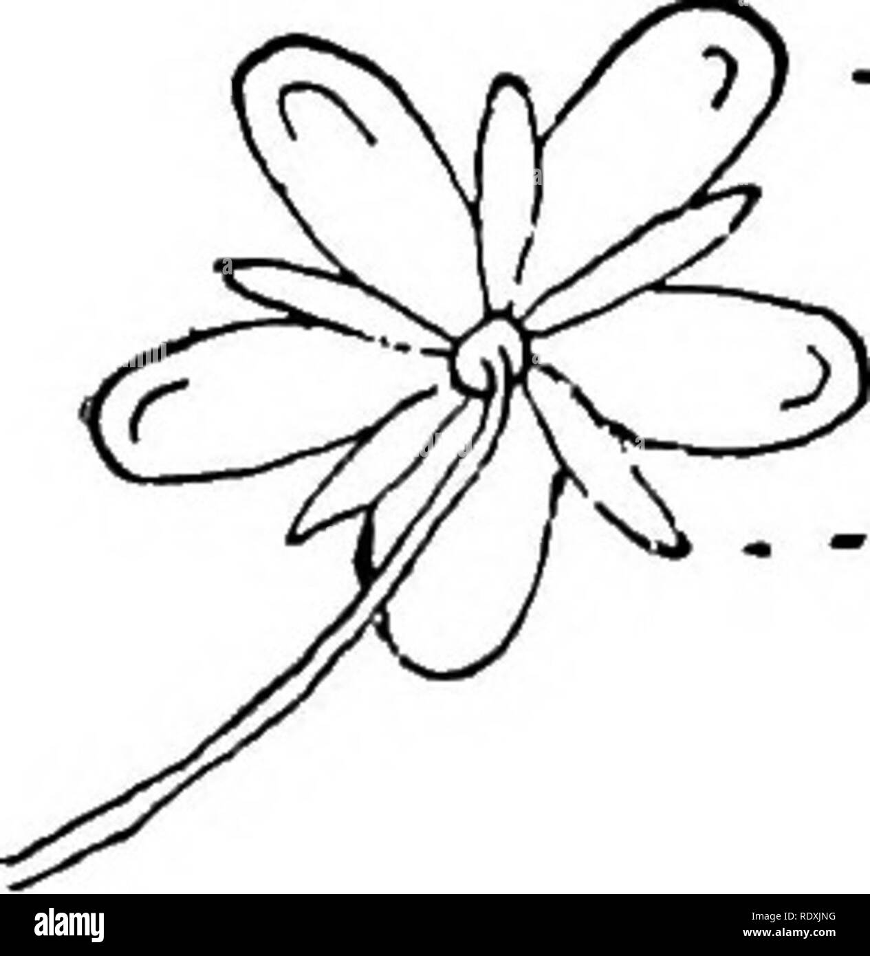 . Die Reben von nordöstlichem Amerika;. Kletterpflanzen. 1. Blütenblatt GUIDE I. BLUMEN. j. Staubbeutel-" -&gt; s^. - 3. Kelchblatt 2. Filament/Ich. Staubblatt^ - 7. Stigma - 6. Stil. ", 4. Stempel 5. Seed-Fall"8. Buchse Abb. - ein. Abb. b. Serie A.-Reben produziert echten Blumen und Samen (Phaendgamous Pflanzen). Klasse Erste. - Blumen, mit den Teilen nie in threes (in der Regel in vier oder fünf Jahren). Blätter verrechnet - Geädert (Exogens). Abteilung I. Sepalen und Petalen sowohl vorhanden, die nicht in einem Stück (Polypetalous). A. Staubgefäßen, zahlreiche, zumindest mehr als zehn. Kelchblätter nicht auf das Saatgut-Fall Stockfoto