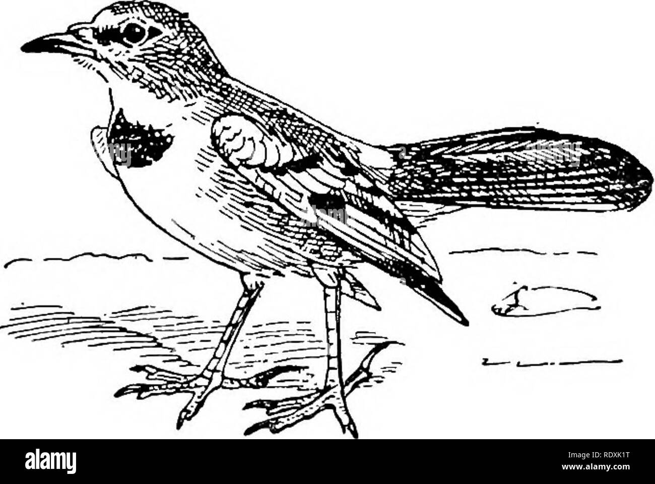 . Natural History. Zoologie. 358 MIT DEM VES-PASSER/FORMES. Der Song, genau wie die Affen sind im Kopf" der Mammalia aufgrund ihrer Mann-wie Aspekt; aber unserer Meinung nach die Krähen (Gorvidce) sind an der Spitze der Fasseriformes, das Sein, mit Ausnahme von Ihren Wünschen des Songs, die perfekt der Vögel entwickelt. Die Flügel einer Krähe in seiner vollsten Vollendung die Macht der Flug Exponate, jeder Flügel - Versteckte und Lagerdeckel in die komplette Entwicklung gezeigt. Das Gleiche ist in den Füßen einer Krähe, wo alle die Schuppen auf der tarsi und Zehen sind stärker ind gesehen Stockfoto