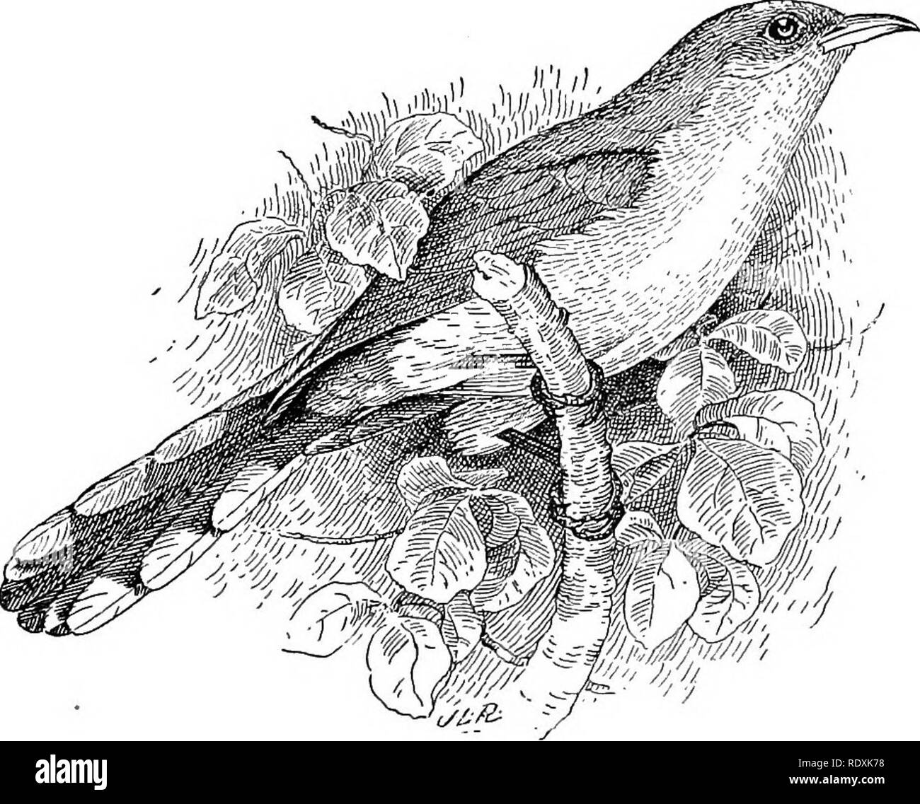 . [Gesammelt Nachdrucke, 1895-1916. Vögel. Wenn Vögel geschützt sind und zum Nest über die Farm und gar-den ermutigt, sie werden ihren Anteil an der Zerstörung schädlicher Insekten und Unkraut, und ein paar Stunden in das Aufstellen von Boxen für Drosseln, Martins verbracht, und zaunkönige wird eine gute Investition erweisen. Vögel sind gesetzlich ie viele Staaten geschützt, aber es bleibt für die Landwirte, zu sehen, dass die Gesetze gewissenhaft beobachtet. Die KUCKUCKE. (Coccyzus amf" erythrophtiiahniin ricavus und c.) Zwei Arten der Kuckucke, die yellow-billed (Abb. 1) und die schwarze in Rechnung gestellt wird, sind häufig in den Vereinigten Staaten östlich von der Ebene Stockfoto