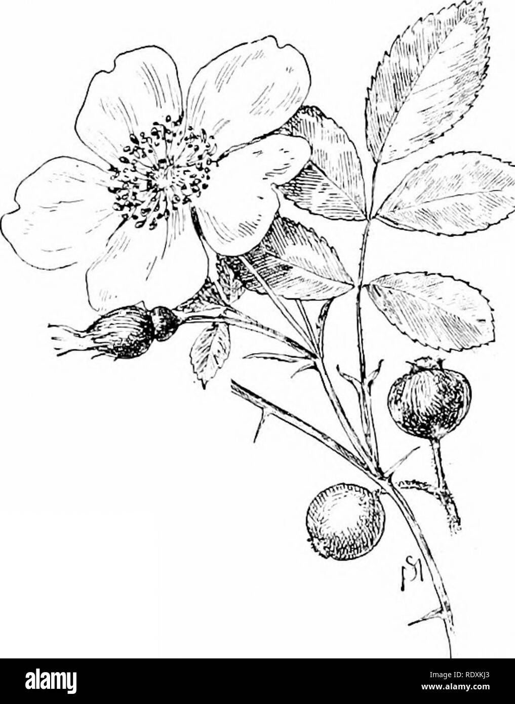 . Vertraute Funktionen von der Straße; die Blumen, Büsche, Vögel und Insekten. Natural History. 60 vertrauten Funktionen OP am Straßenrand. Dornen. Tlie Nebenblätter sind meist schmal, Grau sagt, in wenigen Fällen etwas geweitet. Die Blätter können auch größer sind, dünner und trübes Grün. Die ilowei's sind sehr oft einsam, der kelchblätter sind fast immer lappig. Die frühen Wild Rose {Rosa hlanda) ist charakterisiert durch seine Stachellosen stammt; nur gelegentlich ist es mit ein Paar und sehr I'arely â ritli zahlreiche Gerade, schwache Dornen gefunden. Es wächst auf steinigen Banken und neben Felsen, und der Schaft ist aus Stockfoto