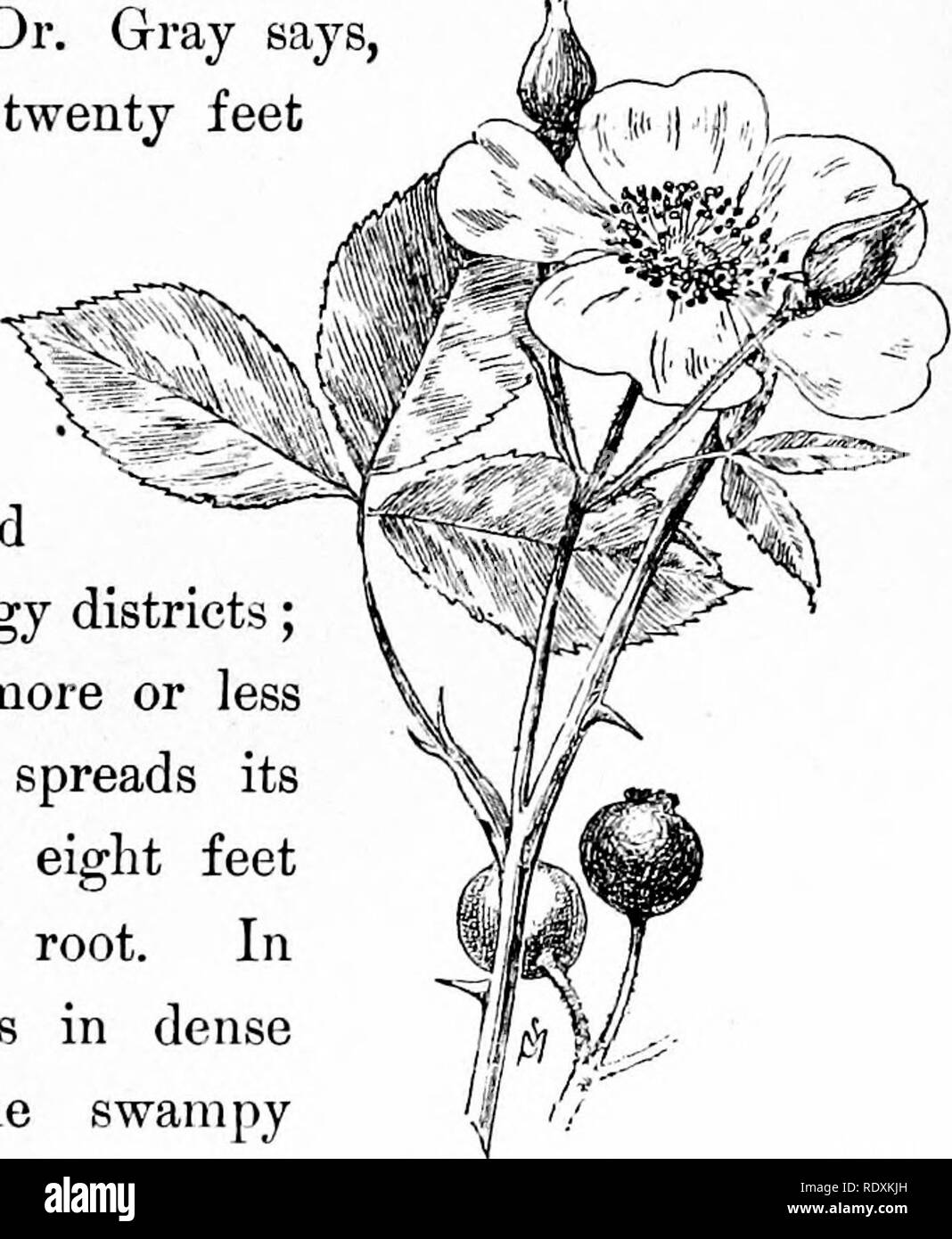 . Vertraute Funktionen von der Straße; die Blumen, Büsche, Vögel und Insekten. Natural History. Sträucher, die zu DI ROSE Familie. sind eiförmig, scharf gezahnten, und sind von drei bis fünf auf einem Stiel angeordnet. Die Blumen, die blühen im Juli, sind in abgeflachter Cluster getragen und sind auf den ersten Rosa aber schließlich Weißrosa. Diese Rose ist die Muttergesellschaft der Baltimore Belle; seine starke Triebe, Dr. Grau sagt, wachsen aus zehn bis zwanzig Meter ia eine Saison. Der Sumpf rose {Rosa Caro-lina) ist häufig neben der Straße, die durch die sumpfigen Gebiete gefunden; es wächst immer auf mehr oder weniger feuchten Grou Stockfoto