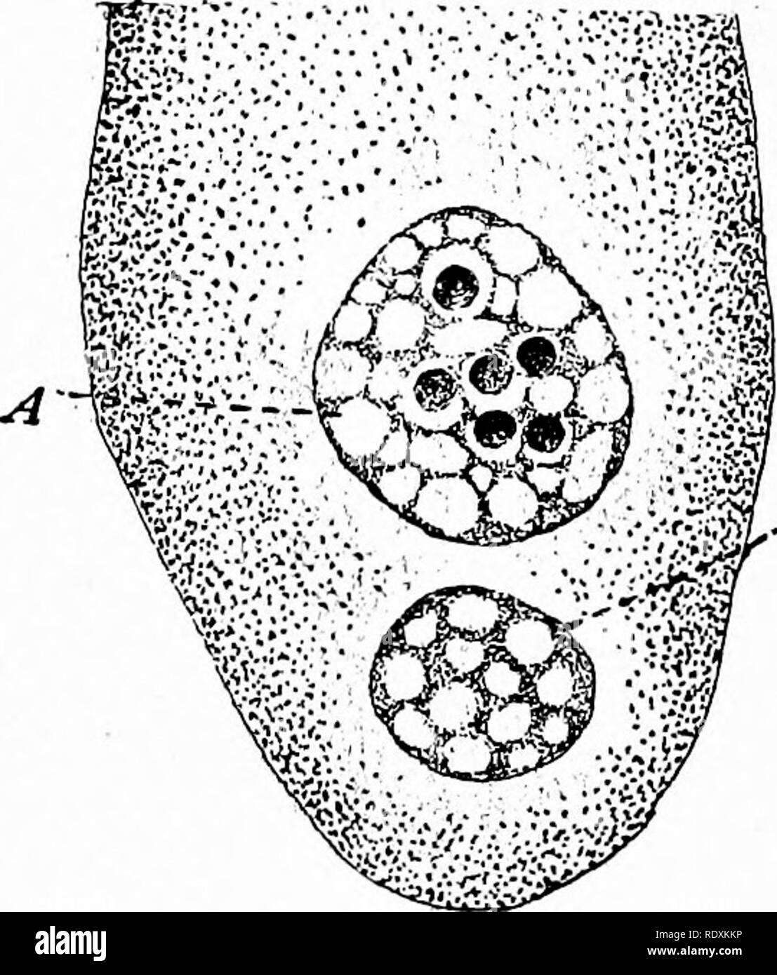. Protozoo?. Protozoen; Protozoen, Pathogenen. 302 DIE PATHOGENEN BHIZOPODA allogromia im Sinne von Rhumbler des Organismus von den Namen, sondern, dass es sich um eine Spezies von einer noch markanteren intrazelluläre rhizopod zuerst durch Dangeard 1895 beschrieben, die unter dem Namen Nudeophaga amebce und anschließend identifiziert von Gruber, Pfenard und Doflein. Es ist eine recht häufige Parasiten der Amöben Proteus und ähnliche Süßwasser-Formen, dringt der Atomkerne und der Bildung von relativ großen kugelförmigen reproduktiven Organe innerhalb der Kernmembran (siehe Abb. 117). Der Kern wird mehr und mehr Hypertrophisierten Stockfoto