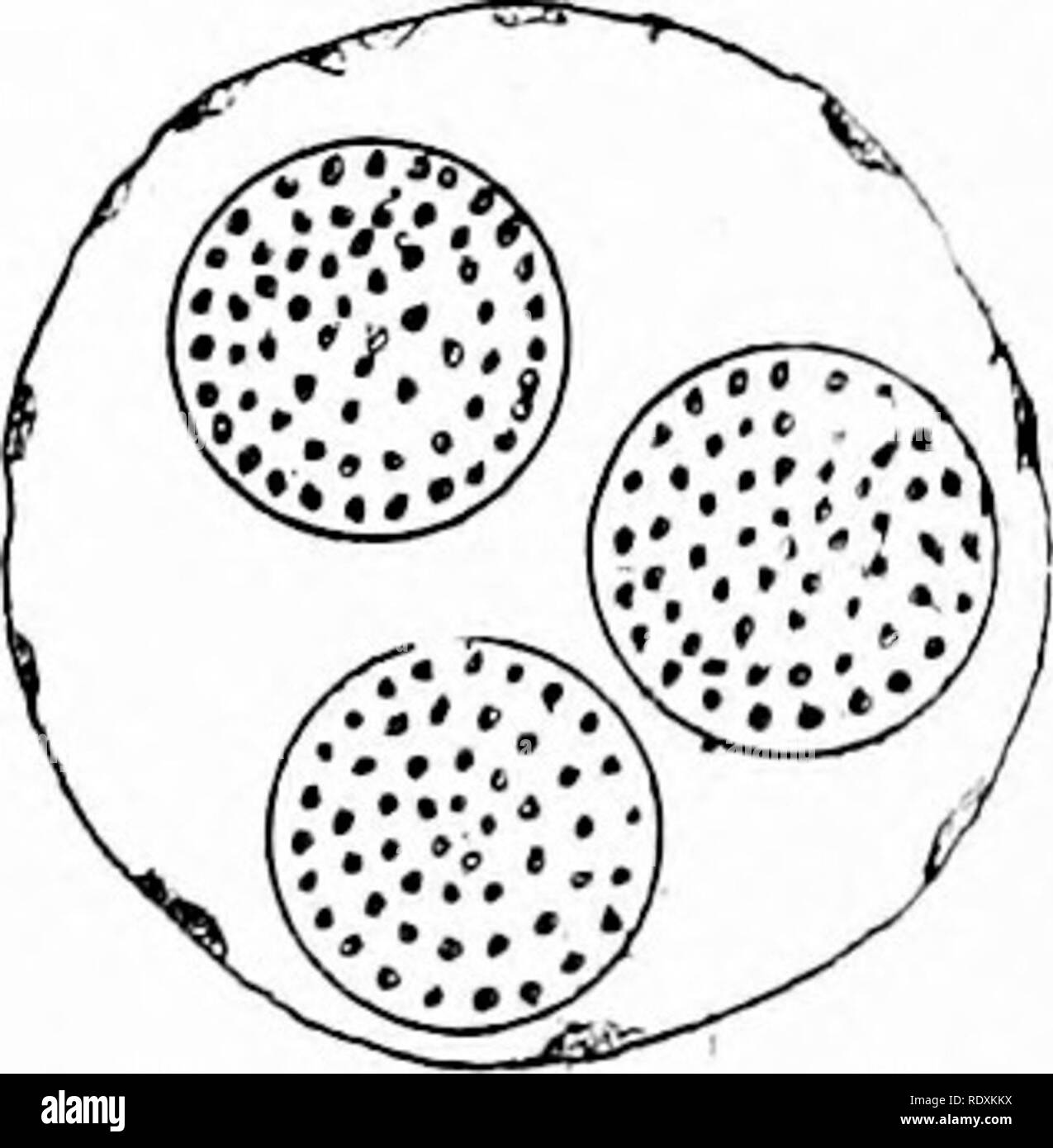. Protozoo?. Protozoen; Protozoen, Pathogenen. Einzelne und mehrere Infektion von amöben Kerne durch Nucleophaga amebte. (Nach P^Nard.) Eine Phase der, dessen Leben Geschichte als intrazellulärer Parasit übergeben wird. Die Geschichte der Kern wichtig ist, wie die Einrichtung eines Po. ssible Interpre- tation der dezentralen Zustand des Chromatins in neuroryctes und cytoryctes. Die Zelle keimplasma dieser sogenannten allogromia wird gefüllt mit idiochromidia, die aus dem Zellkern abgeleitet werden (Abb. 116, A, B). Es ist wahrscheinlich, wie Doflein weist darauf hin, dass dieser Organismus ist nicht ein. Bitte beachten Sie, dass diese Bilder sind Stockfoto
