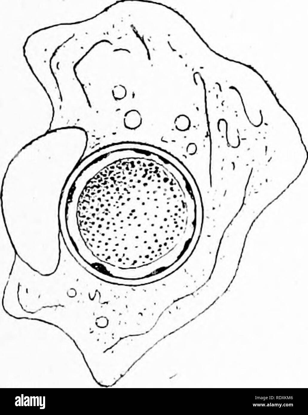 . Protozoo?. Protozoen; Protozoen, Pathogenen. "Allogromia, "sp. (Nach Prandtl.) EIN, eine Einzelperson von Amöben Proteus mit dem Kern einer Fragmentierung chromidia zu bilden; B, Aggregation verteilter Chromatin in sekundäre Kerne; C, A, Vampyrella, sp., mit Allogromia, sp infiziert.; D, allogromia von Amöben Proteus kurz vor der Reifung der Keimzellen. Abb. 117. Bitte beachten Sie, dass diese Bilder aus gescannten Seite Bilder, die digital für die Lesbarkeit verbessert haben mögen - Färbung und Aussehen dieser Abbildungen können nicht genau mit dem Original ähneln extrahiert werden Stockfoto