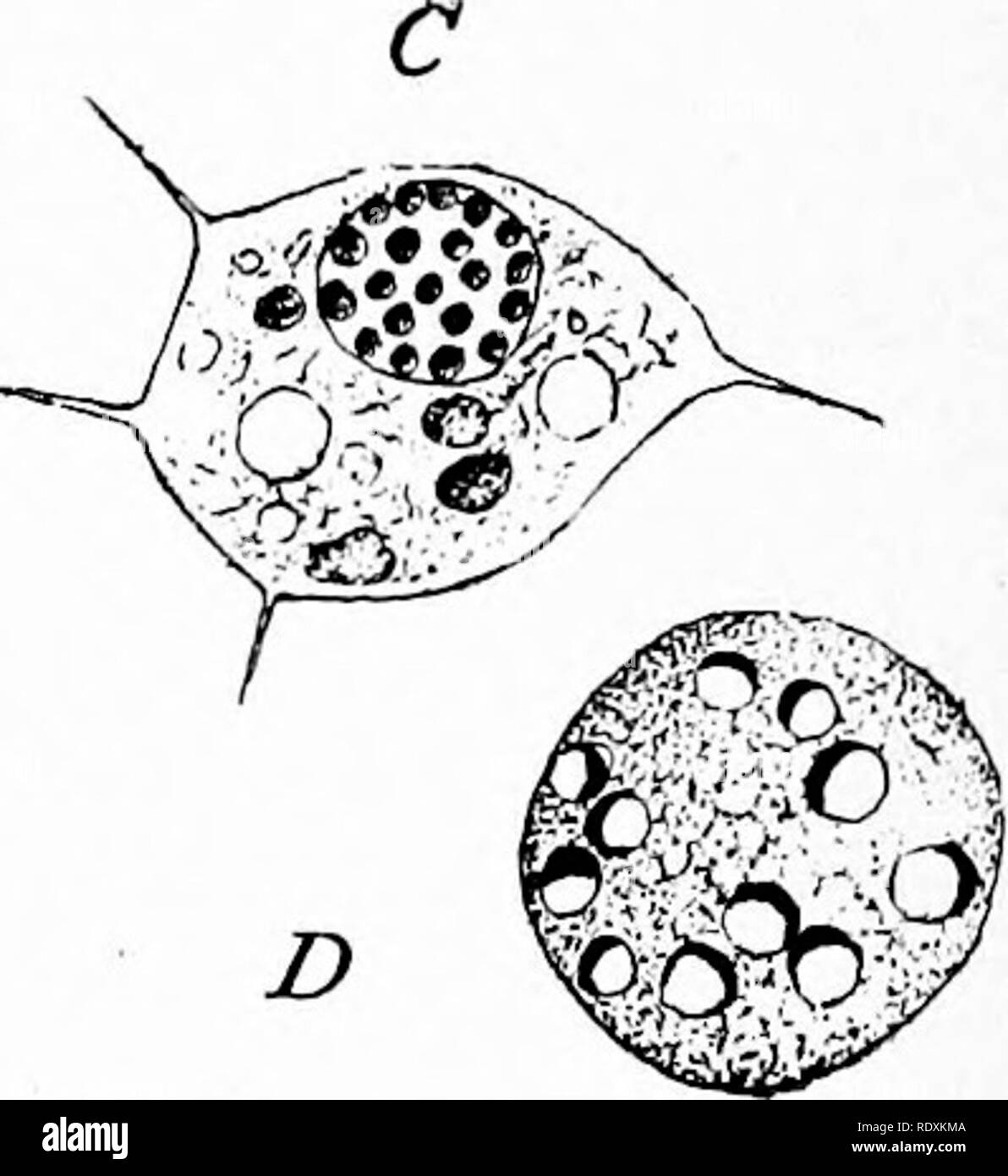 . Protozoo?. Protozoen; Protozoen, Pathogenen. "Allogromia, "sp. (Nach Prandtl.) EIN, eine Einzelperson von Amöben Proteus mit dem Kern einer Fragmentierung chromidia zu bilden; B, Aggregation verteilter Chromatin in sekundäre Kerne; C, A, Vampyrella, sp., mit Allogromia, sp infiziert.; D, allogromia von Amöben Proteus kurz vor der Reifung der Keimzellen. Abb. 117. Bitte beachten Sie, dass diese Bilder aus gescannten Seite Bilder, die digital für die Lesbarkeit verbessert haben mögen - Färbung und Aussehen dieser Abbildungen können nicht genau mit dem Original ähneln extrahiert werden Stockfoto