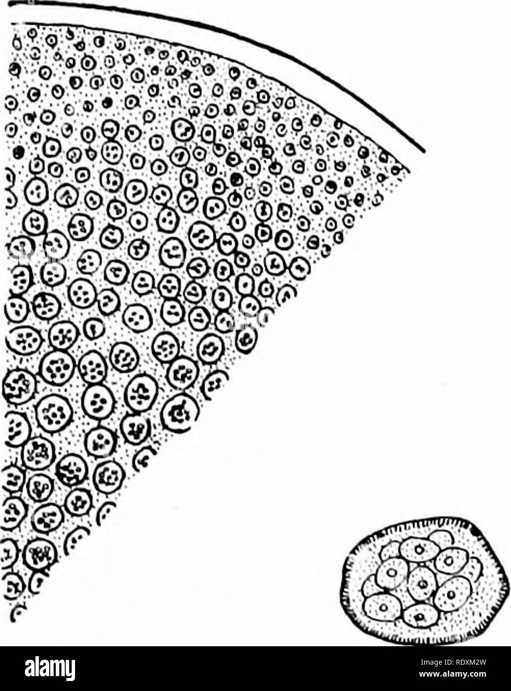 . Protozoo?. Protozoen; Protozoen, Pathogenen. Reproduktion AXD DIE LIFE CYCLE 185 mit dem mycetozoa, und diese eine phylogenetische Beziehung zwischen dem neosporidia und der rhizopoda througli. Dies ist im Fall von Schcwiakovclla schmcili particnlarly gut illustriert, ein parasit von copepotls, wo es nicht nur eine multinucleate trophozoite Hirsch'e, aber der Parasit unterscheidet sich von allen anderen sporozoa in havino - eine deutliche rhizopod Merkmal in seiner kontraktilen Vakuole, während es mit aorees mycetozoa in diesem Jungen-Formen kommen togetlier und Sicherung Plas - modia zu bilden. Eine weitere Besonderheit o Stockfoto