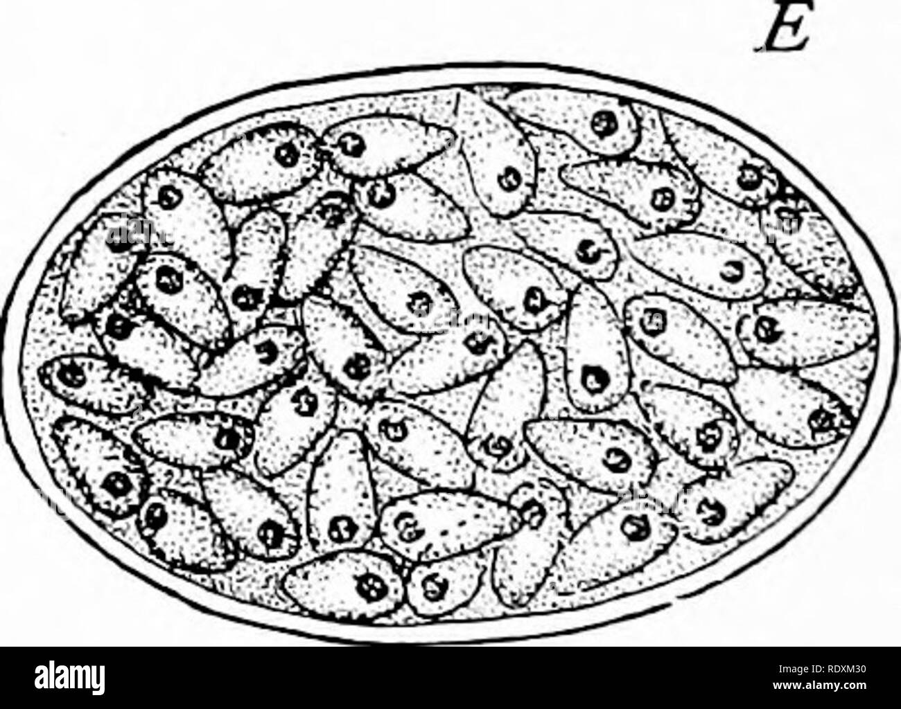 . Protozoo?. Protozoen; Protozoen, Pathogenen. Schewiako elli n den Körper von Cyclops Ca. (Von Minchin, nach Schewiakoft.. (4), Freie Form ameboid, B, Encysted ameba; C, sporulation von ameboid Stadium; D, plasmodial Stadium; E, sporulation Stufe der Plasmodium, intrazelluläre mit lumen Wohnung, "das Leben; aber alle asree nach CauUery und Mesnil ('05), der in der Lage ist, einen endogenen, eine Exoge - nous Zyklus; obwohl das volle Leben Geschichte in keiner Art ist. In allen Fällen ist die trophozoite beginnt als uninucleated Zelle, ähnlich einer jungen Form von Plasmodiophora brassicoe, und entwickelt sich zu einem Multi Stockfoto