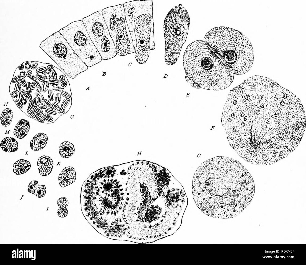 . Protozoo?. Protozoen; Protozoen, Pathogenen. Fortpflanzung und LEBENSZYKLUS 181 setzt sich aus einer heterogenen und unabhängigen Formen, die in der zeit in mehr natürliche Gruppen als die unserer heutigen Klassifizierung gelöst werden. Aber trotz der Sorten, die in Form, Lebensweise, und vielfältige Herkunft dieser Organismen, die sich alle scheinen in den Pos zu vereinbaren - Sitzung von zwei unterschiedliche Phasen der Aktivität, der Eine, der eiulogenou.?- Zyklus, der andere, der Exogenen Zyklus, der ehemalige innerhalb der gleichen Host, die außerhalb eines endgültigen Host und entweder kostenlos oder vorübergehend Abb. 7.5. Lebenszyklus von Lanke Stockfoto