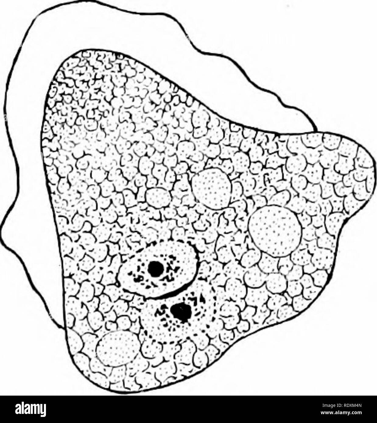 . Protozoo?. Protozoen; Protozoen, Pathogenen. Ameba diploidea, Hartmann und Niigler. A und B, gewöhnliche Menschen am Anfang und Mitte der pliases der Abteilung; C, D, E, Union der zwei indi' iduals innerhalb der Zyste, und Verschmelzung der Kerne in jeder Zelle; F, amöben nach fusicjn der Zellkörper, jetzt mit zwei Kernen, kriechen aus der Zyste ing.. Bitte beachten Sie, dass diese Bilder sind von der gescannten Seite Bilder, die digital für die Lesbarkeit verbessert haben mögen - Färbung und Aussehen dieser Abbildungen können nicht perfekt dem Original ähneln. extrahiert. Stollen, Gary N. (Gary Nathan), b. 1869. Neue Stockfoto