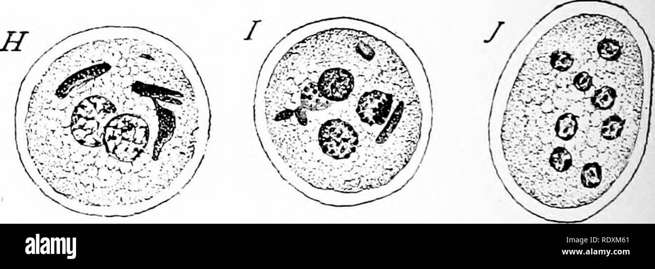 . Protozoo?. Protozoen; Protozoen, Pathogenen. "--5. .##,. Die autogamie in Entameba (amöben) Muris. (Nach Wenyon.) Eine ordentliche ameboid Form mit Zellkern in der Abteilung; B, gewöhnliche individuelle Encysted und mit einem Kern; C Kern geteilt; D, Chromatin hat in Zytoplasma weitergegeben, so dass keine bestimmte Atomkerne in die Zyste; E, zwei kleine Kerne aus den verstreuten Chromatin reformiert, andere chromatin Rückstände und Essen bleibt, sind ungültig; F, zwei Kerne und sogenannte "Reduktion" stellen noch in Zyste; G, eine Zyste mit zwei Spindeln, Essen bleibt, und einige Abfälle chromatin; Stockfoto