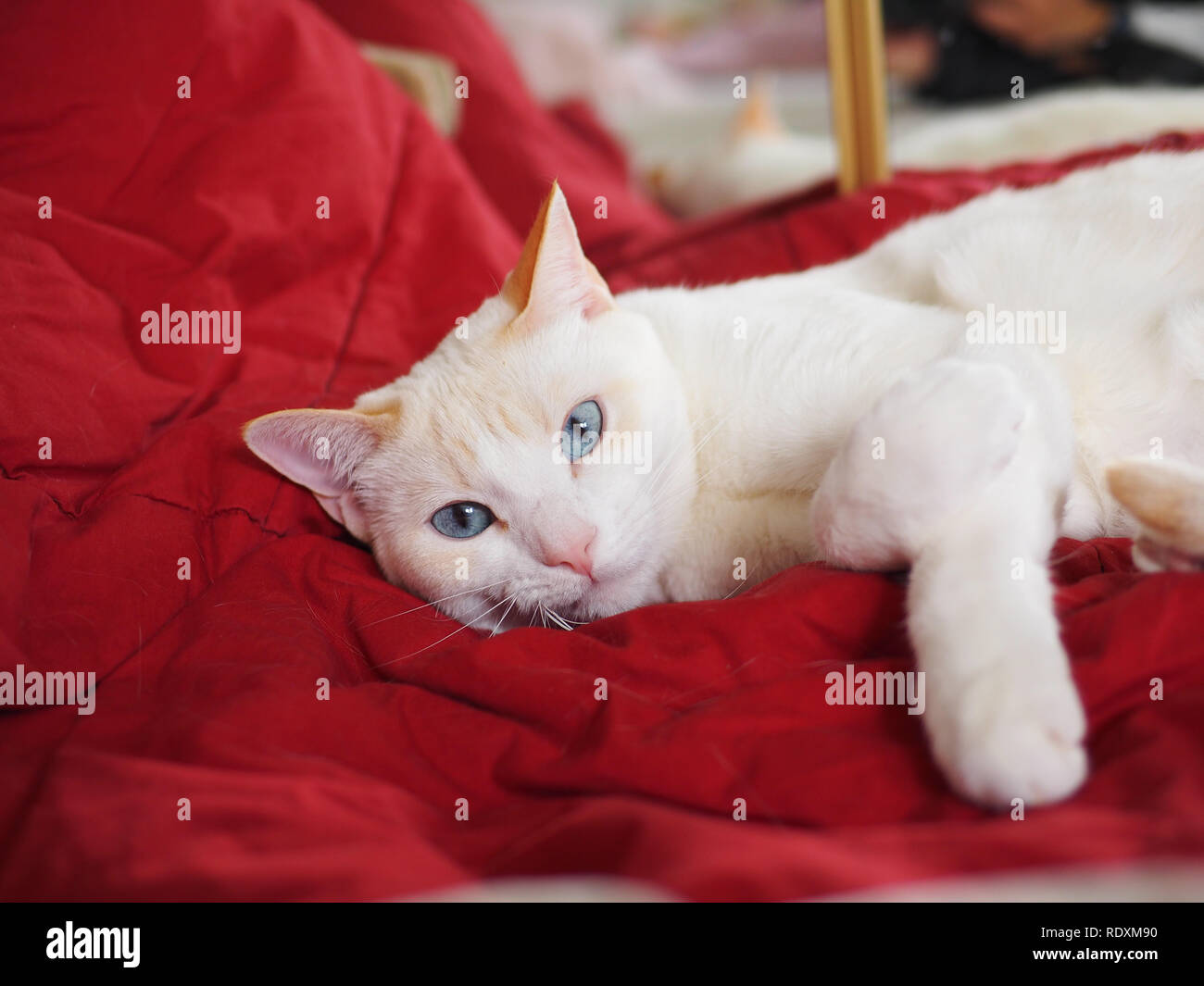 Die flamme Mitzie point Siam mit schönen blauen Augen auf ihrem roten Decke Stockfoto