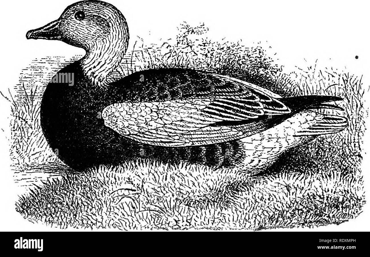 . Namen und Portraits der Vögel, die Interesse Gunners, mit Beschreibungen in den Sprachen der Menschen understanded;. Spiel und Spiel - Vögel, Vögel. Vogelnamen. [Art.Nr. 4. Zwei Sorten von Ornithologen, nämlich erkannt: Zwergschneegans, Chen Hyperborea, und Größere, Chen hyperborea Ni-valis, diese praktisch gleich in Form und Färbung. Messungen von kleineren Vogel irgendwo über wie folgt: Länge 25 cm; Umfang 50 - zwei Zoll. Die größere Vielfalt: Länge 27 und 31 cm; Umfang 56 bis 62 Zoll. Die beiden Einstufung einander confusi Stockfoto