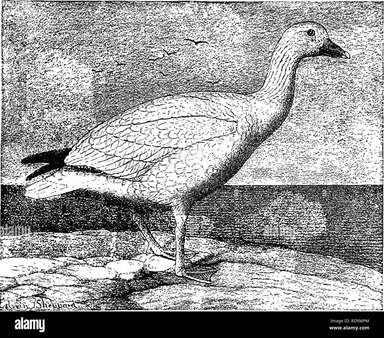 . Namen und Portraits der Vögel, die Interesse Gunners, mit Beschreibungen in den Sprachen der Menschen understanded;. Spiel und Spiel - Vögel, Vögel. Nr. 4. Schnee G-eese. Nach. Weiß, mit dem Ende der Flügel schwarz; foreparts von Plu-Magier oft gefärbt mit rötlich braun, dies in der Regel mehr vorne am Kopf bemerkbar. Bill allgemein Licht violett rot, aber Variable aus einer eher düsteren Ton zu Fleisch - Farbe, mit Schwarz. Nach Snow Goose. "Grinsend" Aussparung entlang den Seiten. Beine tief Violett Rot, aber auch variabel. Junge. Obere Teile bläulich grau oder Führen - Farbe, mit Weiß mehr oder weniger vielfältig; Ende Stockfoto