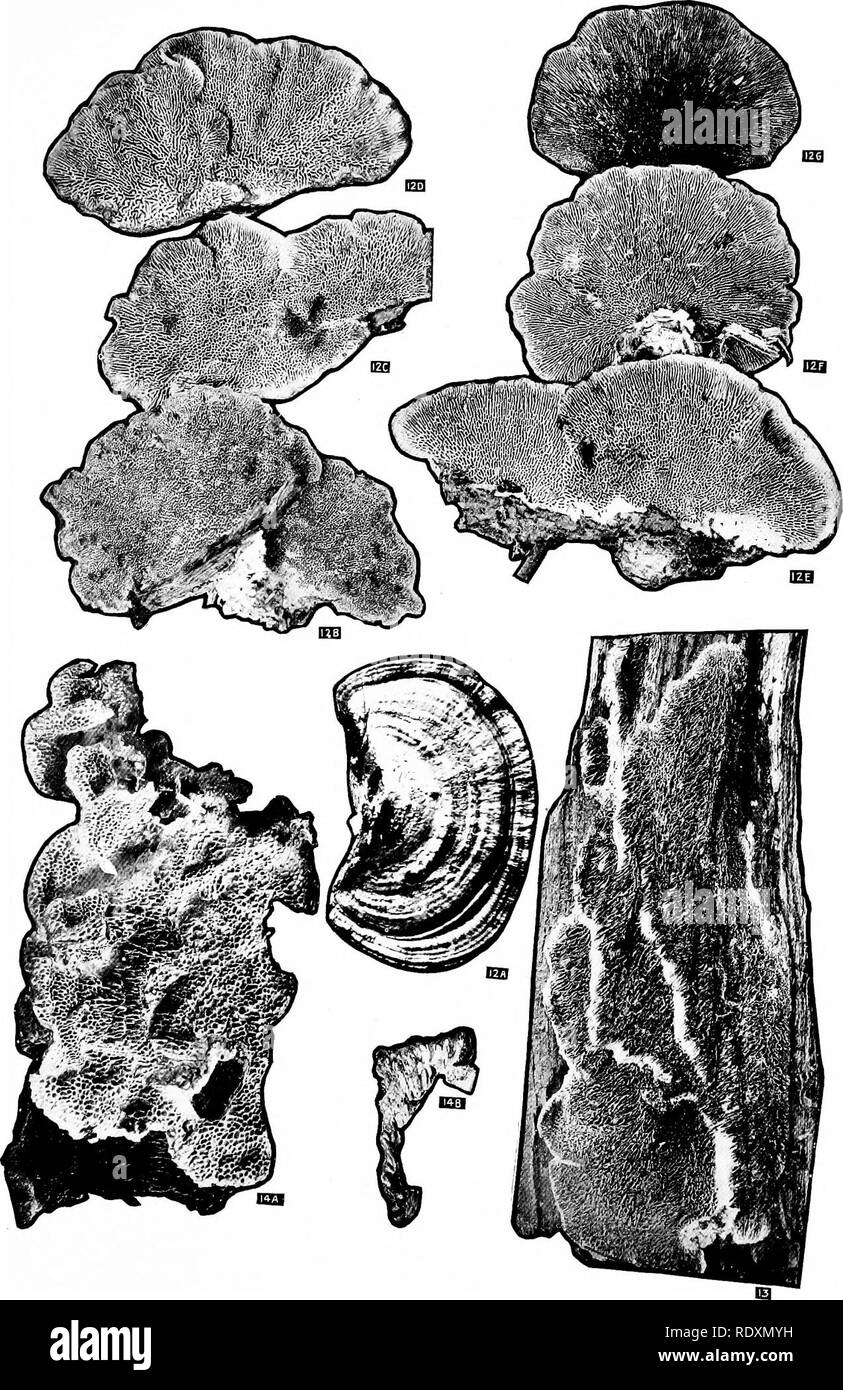 . Die polyporaceae von Wisconsin. Polyporaceae; Pilze. Wisconsin Sukvey. Bulletin XXXIII, Platte III. Bitte beachten Sie, dass diese Bilder sind von der gescannten Seite Bilder, die digital für die Lesbarkeit verbessert haben mögen - Färbung und Aussehen dieser Abbildungen können nicht perfekt dem Original ähneln. extrahiert. Neuman, Julius Johannes. Madison, Wis., der Staat Stockfoto
