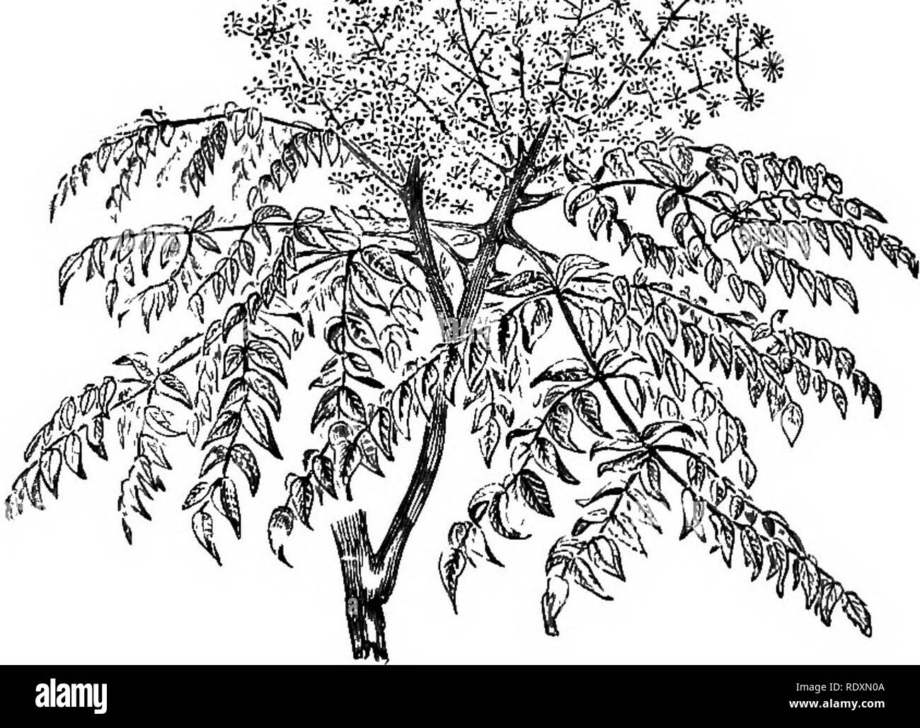 . Das Buch der Gartenarbeit; ein Handbuch der Gartenbau. Gartenbau, Gartenbau. 368 DAS BUCH DER GARTENARBEIT. sind auf den blattlosen Zweige angezeigt. A. glutinosa Aurea hat auffallend Blattwerk, vor allem im Frühjahr, und dies nicht durch die heißen Sonnen verbrannt. A. g, imperialis (Fern-), A.g. Baumannii (cut-Leaved), A. cordifolia, A. sp., A. pubescens, A. Viridis, und A. oregona sind nützlich, dekorative Art. Amelanchiers. âIn der Monate April und Mai sind diese - beladen mit ihren grazilen Blütenstände der Schnee-weiße Blumen, und Wenn in Verbindung mit der rosa blühenden Py gepflanzt Stockfoto