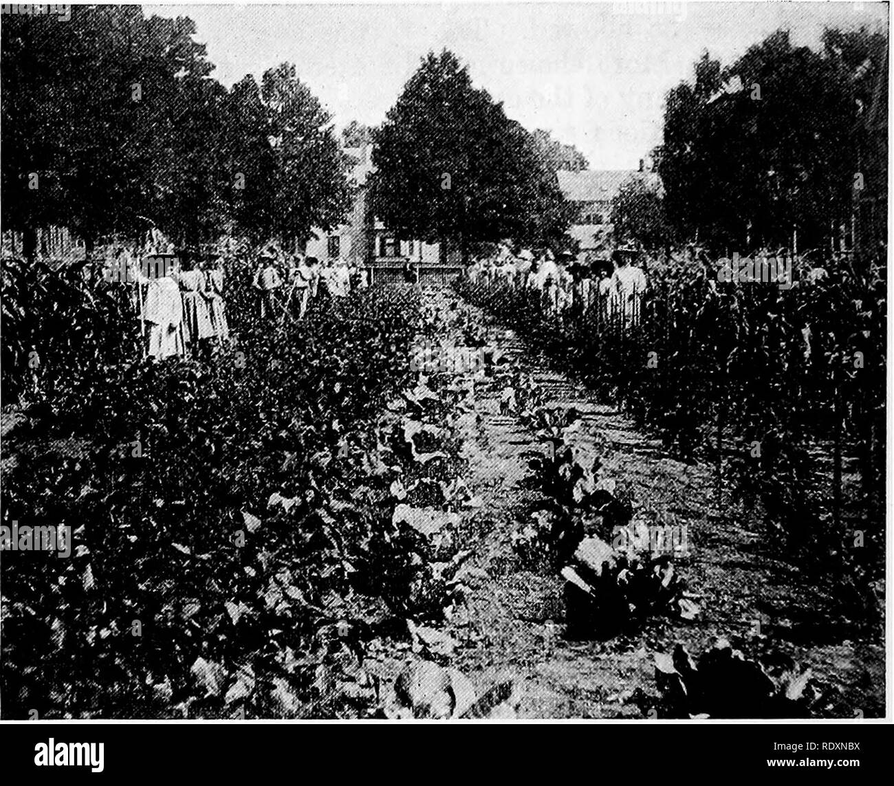 Gartenbau Ein Lehrbuch Fur High Schools Und Normalen Gartenbau