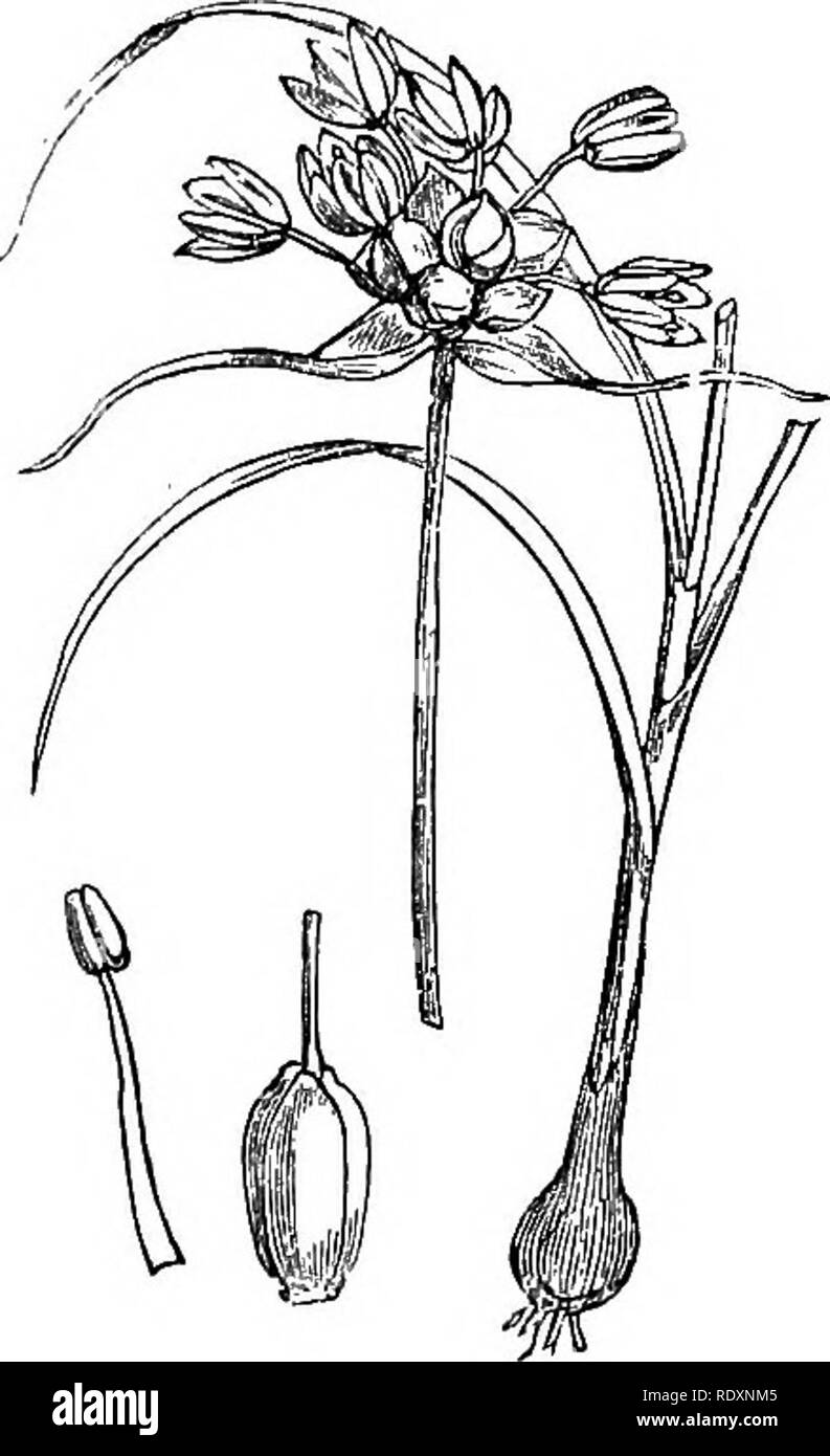 . Abbildungen der britischen Flora: Eine Reihe von holzstichen, mit Sezieren, britischer Pflanzen. Botanik; Botanik. 1044. Allium scorodoprasum.. 1045. Allium oleraceum.. Bitte beachten Sie, dass diese Bilder sind von der gescannten Seite Bilder, die digital für die Lesbarkeit verbessert haben mögen - Färbung und Aussehen dieser Abbildungen können nicht perfekt dem Original ähneln. extrahiert. Fitch, W. H. (Walter Haube), 1817-1892; Smith, Worthington George, 1835-1917; Bentham, George, 1800-1884. Handbuch der britischen Flora. London, L. Reeve &Amp; Co. Stockfoto