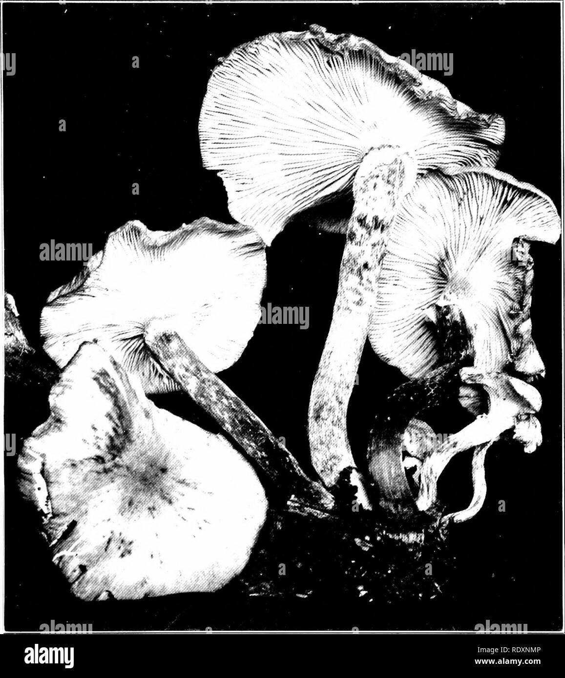. Einen vorläufigen Bericht über den Hymeniales von Connecticut. Basidiomyceten; Pilze. Platte IV. Armillaria Mellea. Honig-farbigen Armillaria. (Natürliche Größe.) Kappe bedeckt mit minute Büschel von braun oder schwärzlich Haare, manchmal Kahl; Fleisch weiß oder weißlich.. Bitte beachten Sie, dass diese Bilder sind von der gescannten Seite Bilder, die digital für die Lesbarkeit verbessert haben mögen - Färbung und Aussehen dieser Abbildungen können nicht perfekt dem Original ähneln. extrahiert. Weiß, Edward Albert, 1872-1943. [Hartford Hartford] drücken, wird der Fall, Lockwood & Amp; Brainard C. Stockfoto