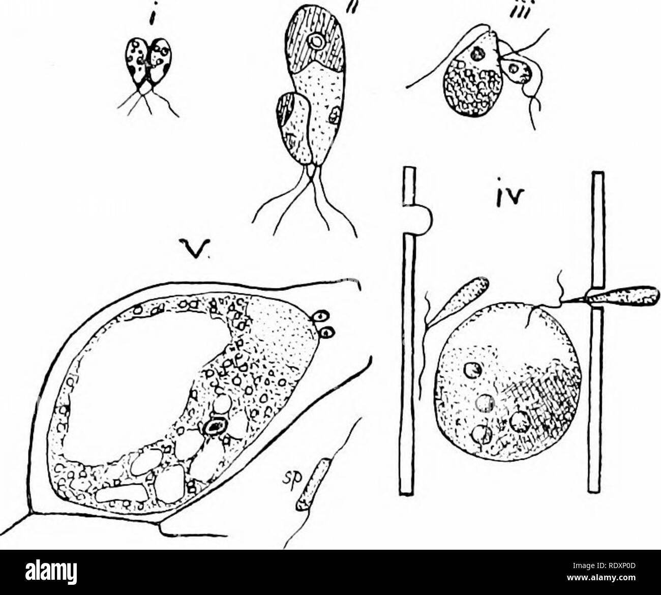 . Botanik der lebenden Pflanze. Botanik. Grüne Algen 397 Paare (Abb. 335, i). In Bryopsis die Größe ist ungleich (ii.); während Codiwu zeigt noch größere Ungleichheit (iii.). Das ist wieder mehr markiert. Ta. 335-gameten von Vai^ ious Siphonales und diilerentiation Siphouocladiales, illustriert von Mann und Frau. i=Acctabidana, isogametes; W^Bryopfiis; I.E. = Codium (; â Sphae} OpUa; v^Vaucheria. Im IV. und V. das große Ei ist stationär, während sich der kleinere Spermium beweglich ist. (Von Oltmanns "Algiu genommen:.) Spliaeroplea, wo die großen Ei ist nicht beweglich (IV.), eine Bedingung, die noch mehr Akzent Stockfoto