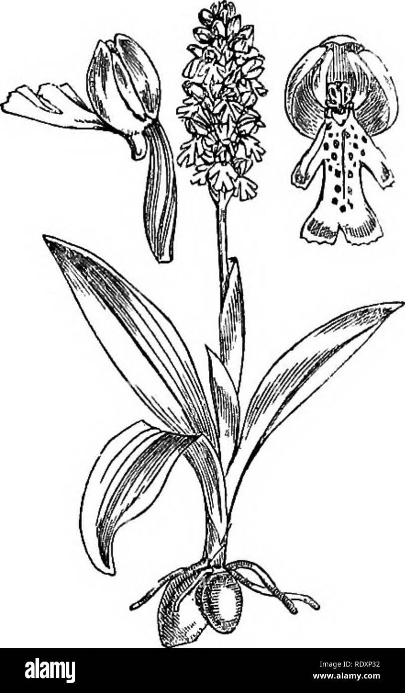 . Abbildungen der britischen Flora: Eine Reihe von holzstichen, mit Sezieren, britischer Pflanzen. Botanik; Botanik. 992. Orchis morio. 993. Orchis militaris.. Bitte beachten Sie, dass diese Bilder sind von der gescannten Seite Bilder, die digital für die Lesbarkeit verbessert haben mögen - Färbung und Aussehen dieser Abbildungen können nicht perfekt dem Original ähneln. extrahiert. Fitch, W. H. (Walter Haube), 1817-1892; Smith, Worthington George, 1835-1917; Bentham, George, 1800-1884. Handbuch der britischen Flora. London, L. Reeve &Amp; Co. Stockfoto