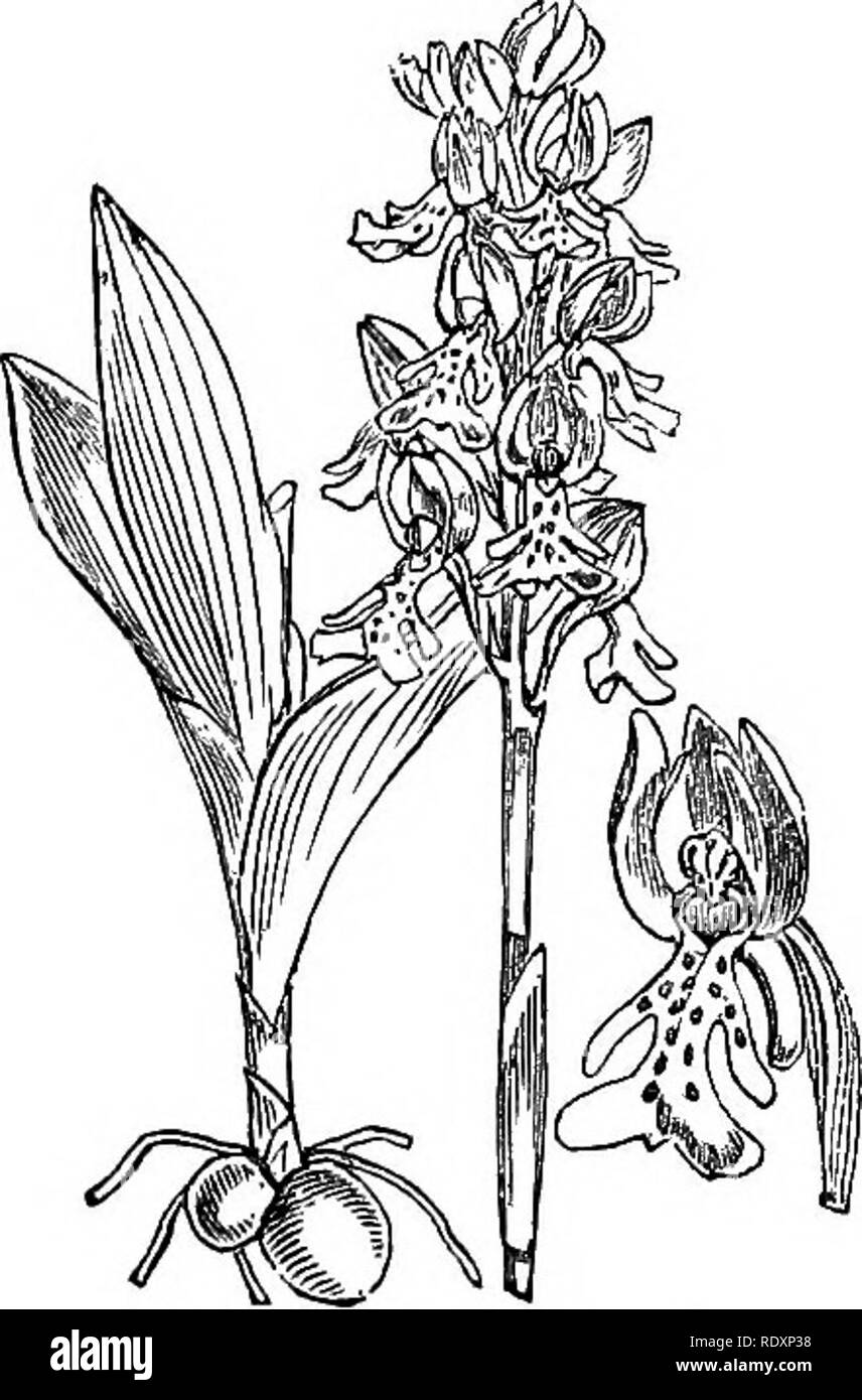 . Abbildungen der britischen Flora: Eine Reihe von holzstichen, mit Sezieren, britischer Pflanzen. Botanik; Botanik. 992. Orchis morio. 993. Orchis militaris.. Bitte beachten Sie, dass diese Bilder sind von der gescannten Seite Bilder, die digital für die Lesbarkeit verbessert haben mögen - Färbung und Aussehen dieser Abbildungen können nicht perfekt dem Original ähneln. extrahiert. Fitch, W. H. (Walter Haube), 1817-1892; Smith, Worthington George, 1835-1917; Bentham, George, 1800-1884. Handbuch der britischen Flora. London, L. Reeve &Amp; Co. Stockfoto