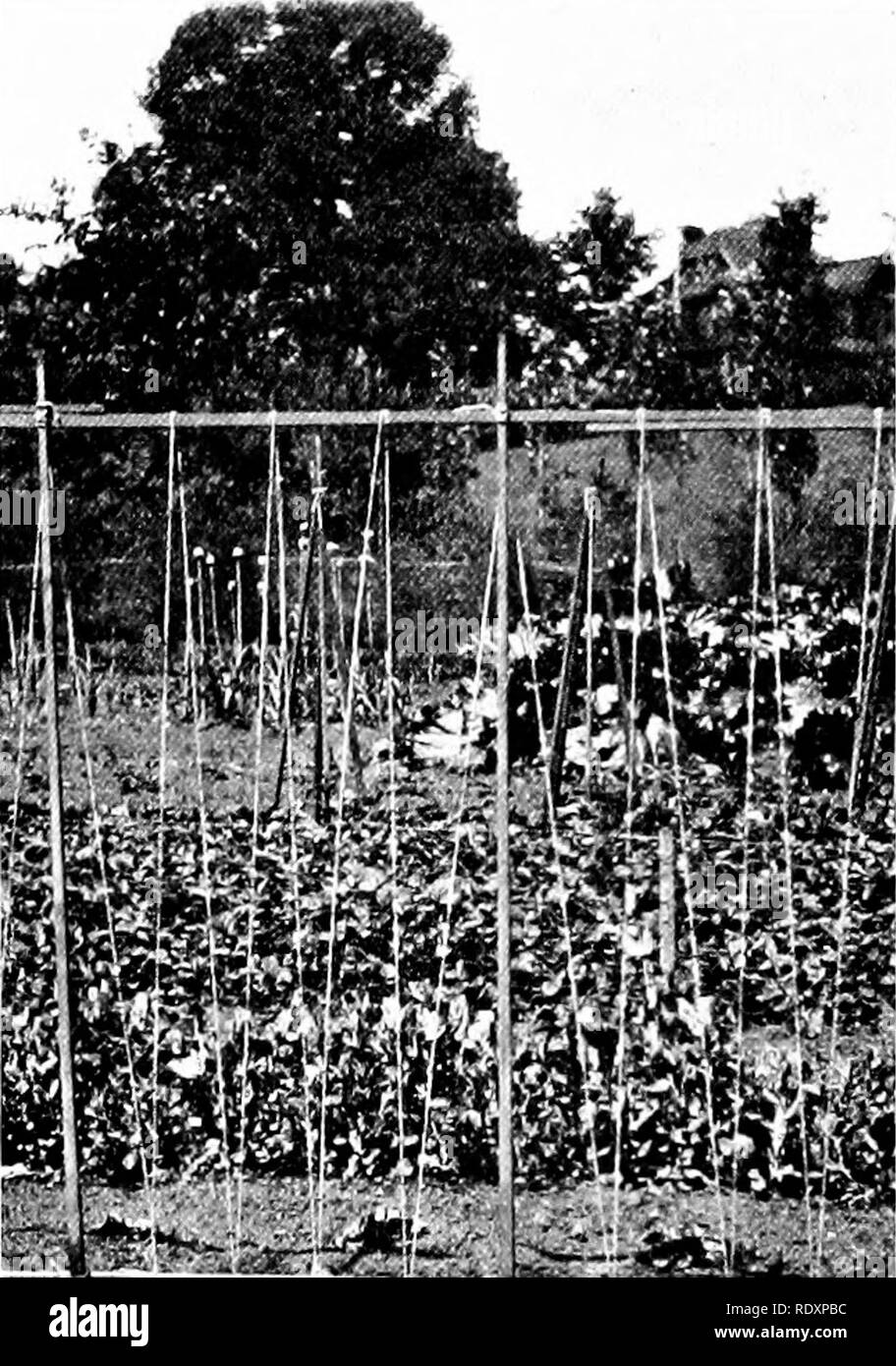 . Der Beginner's Garten Buch; ein Lehrbuch für den oberen Grammatik Grade. Im Garten arbeiten. 302 DER BEGINNER'S GARTEN BUCH, aber man kann immer in einer Abdeckung - ernten, den Garten zu nutzen. Im August in purpurroter Klee; Anfang September winter vetch; nach der Mitte - dle im September Aussaat Roggen. Säen Sie Broadcast, Rechen und Sie in Rollen, und lassen Sie sie machen, was das Wachstum werden Sie vor dem Winter. Sie den Boden von Wäsche-ing, und wenn unter Gruben im Frühling wird, was ist bekannt als grüne ma-nure. Zu allen Zeiten der Garten gepflegt werden sollte. Zu Beginn werden alle Tools so schnell wie Sie haben Stockfoto
