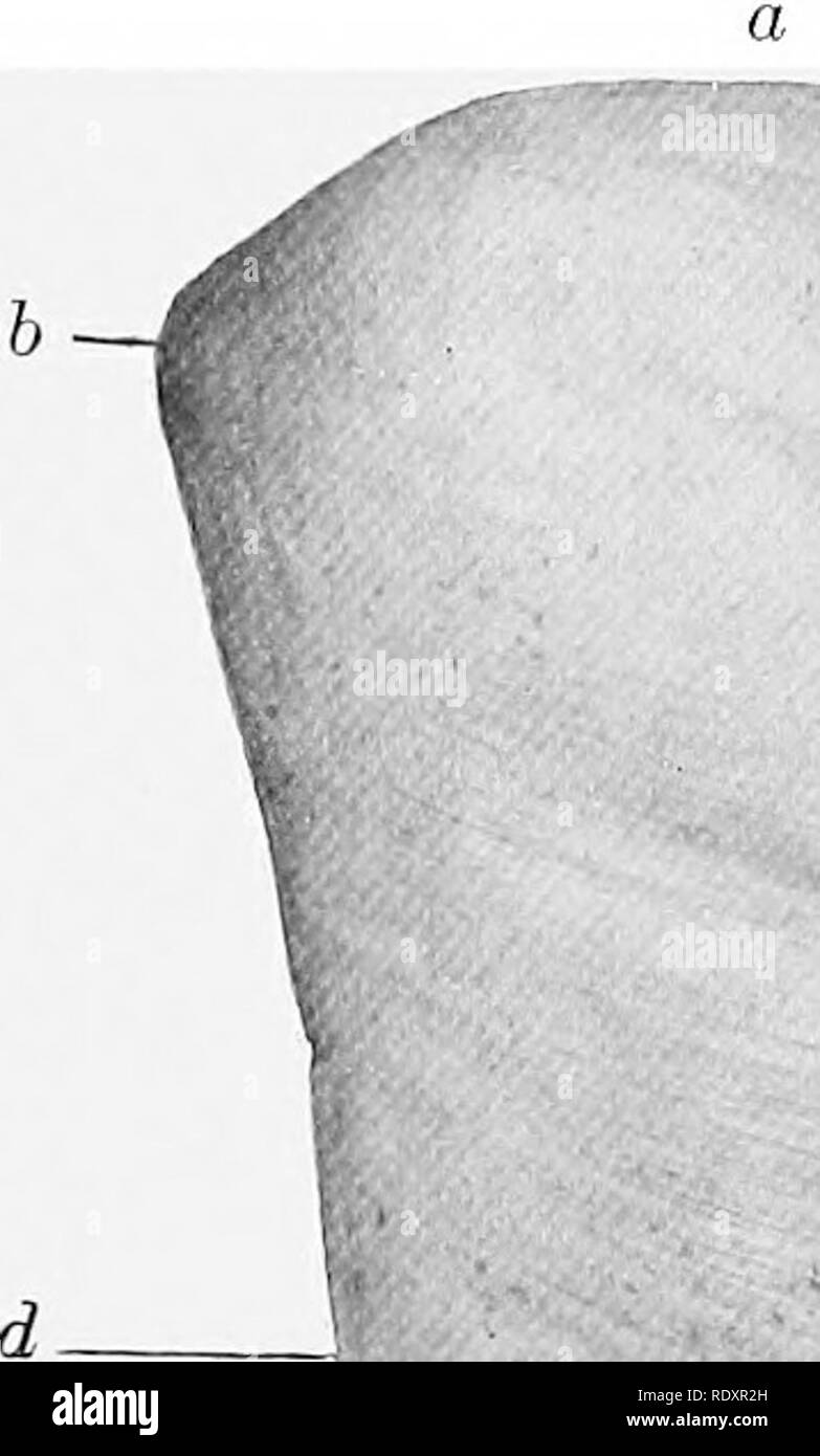 . Die Anatomie der Haustiere. Veterinär Anatomie. Die MILZ 439. portal Kanäle Der interlobular Gewebe. Die Zweige der Pfortader (Vense interlobulares) abgeben intralobular Zweige, die form Plexus der Kapillaren in den Läppchen und Anlass zu einer zentralen Vene (Vena Centralis). Die interlobular Äste der A. hepatica (Rami arteriosi interlobulares) sind relativ klein. Sie liefern hauptsächlich (wenn nicht ausschließlich) die interlobular Gewebe, die Kapsel, und die Wände der Blutgefässe und Kanälen. Die hepatische Venen^ (Vena; hepatics) leer in die hinteren Vena ca Stockfoto