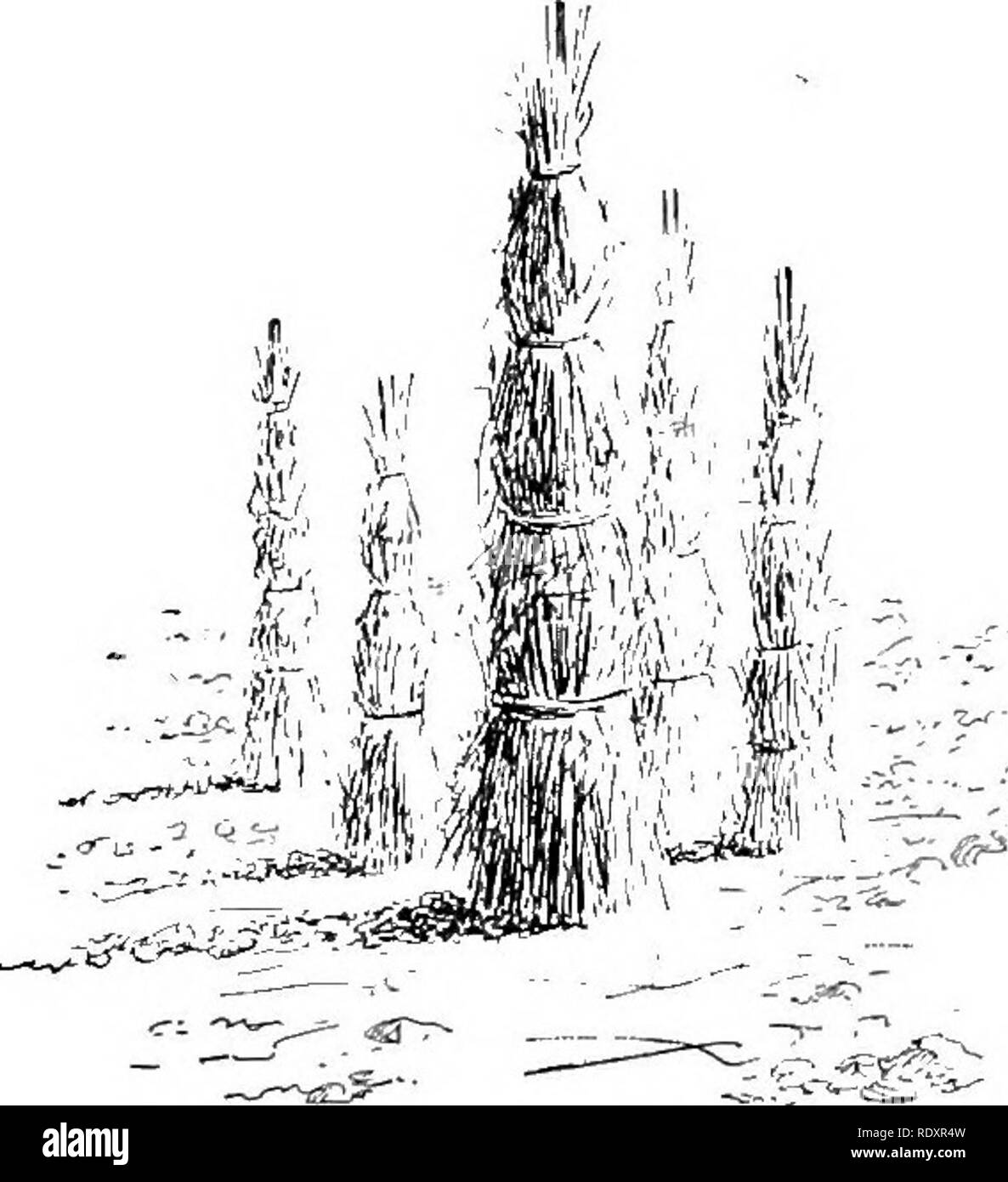 . Der Beginner's Garten Buch; ein Lehrbuch für den oberen Grammatik Grade. Im Garten arbeiten. 216 Der Beginner's Garten Buch im Winter geschützt werden. Einige Gärtner, nach dem Biegen die Rosen über sorgfältig, Sie bedecken mit trockener Erde, dann mit Laub oder Stroh, eine Abdeckung, die Regen bringen wird und nicht ohne weiteres Auftauen. Andere binden die Rosen im Stroh, und dann Hügel die Erde über dem Fuß. Noch andere machen kleine Häuser für ihre Rosen, in der Regel aus alten Kästen, die sie mit Blättern. Aber das sollte getan werden, bis der Boden gefroren ist, und die Abdeckung dann sollte Ende März entfernt werden, Stockfoto