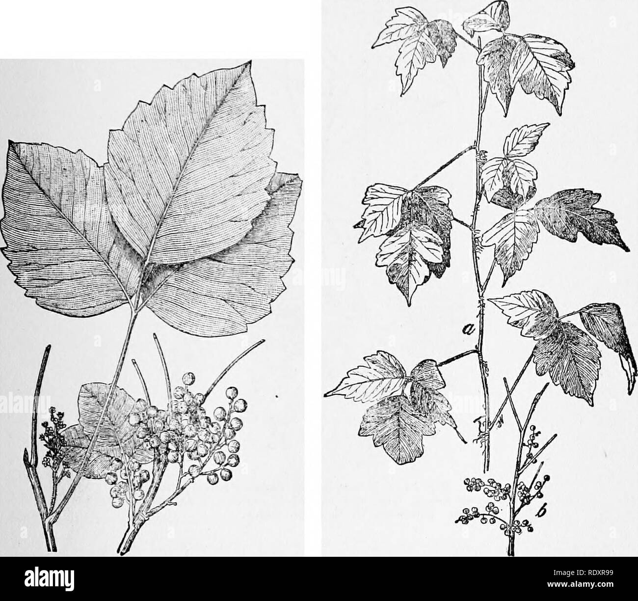 . Ein Handbuch der giftigen Pflanzen, vor allem des östlichen Nordamerika, mit kurzen Anmerkungen zu Wirtschafts- und Heilpflanzen, und zahlreichen Abbildungen. Giftige Pflanzen. - ANACARDIACEAE RHUS 609 Verteilung. Diese Pflanze ist aus Nova Scotia zu Wisconsin, Missouri, Arkansas und Florida verteilt. Rhus Vermx L. giftiger Sumach oder Hartriegel Strauch oder kleiner Baum mit pinnately zusammengesetzten Blättern; Merkblätter 7-13 obo-vate - länglich gesamte, glatte oder etwas behaart; Blumen polygamen in Lose schlanke axillar Rispen; Steinfrucht weiß, gewölbt, länglich. Verteilung. In den Sümpfen von New England Ont^ vrio t gefunden Stockfoto . Ein Handbuch der giftigen Pflanzen, vor allem des östlichen Nordamerika, mit kurzen Anmerkungen zu Wirtschafts- und Heilpflanzen, und zahlreichen Abbildungen. Giftige Pflanzen. - ANACARDIACEAE RHUS 609 Verteilung. Diese Pflanze ist aus Nova Scotia zu Wisconsin, Missouri, Arkansas und Florida verteilt. Rhus Vermx L. giftiger Sumach oder Hartriegel Strauch oder kleiner Baum mit pinnately zusammengesetzten Blättern; Merkblätter 7-13 obo-vate - länglich gesamte, glatte oder etwas behaart; Blumen polygamen in Lose schlanke axillar Rispen; Steinfrucht weiß, gewölbt, länglich. Verteilung. In den Sümpfen von New England Ont^ vrio t gefunden Stockfoto