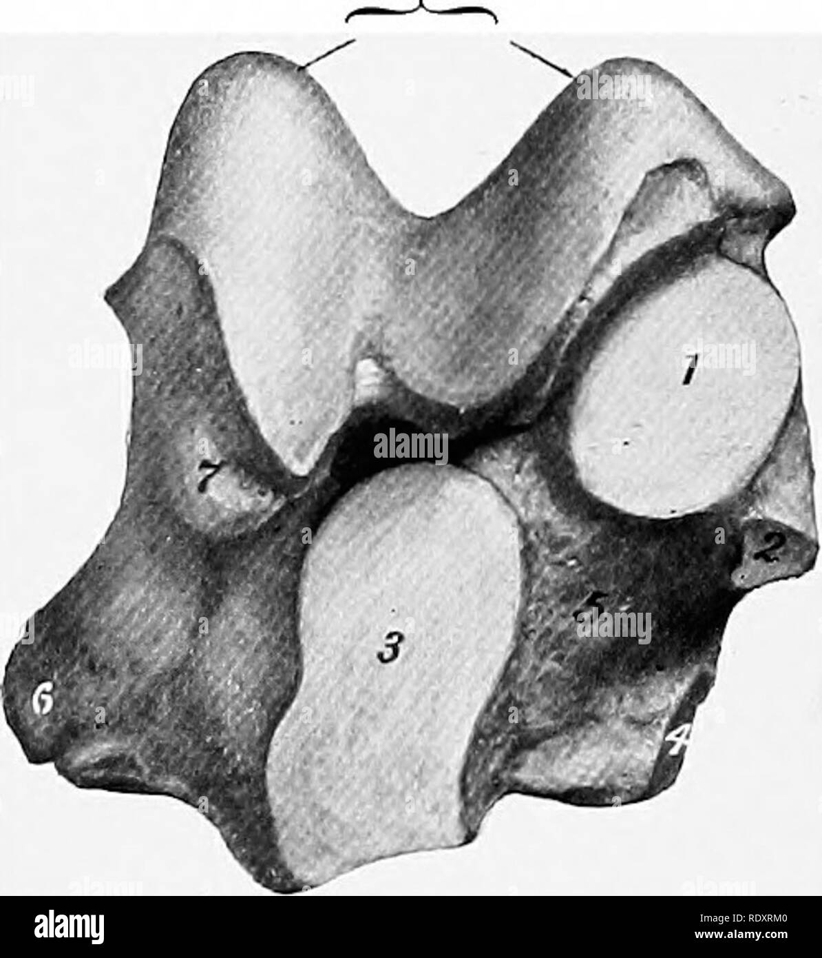 . Die Anatomie der Haustiere. Veterinär Anatomie. Abb. 105.- Rechten ...