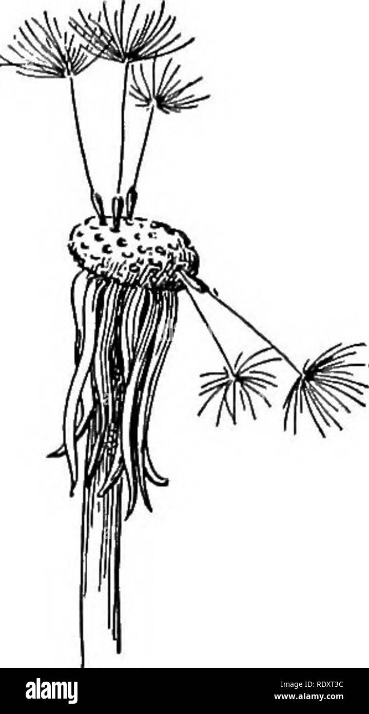 . Pflanzen Leben und Werk verwendet; eine elementare Lehrbuch, eine Stiftung für das Studium der Landwirtschaft, Hauswirtschaft oder Hochschule Botanik. Botanik. Die ART DER FRÜCHTE 329 jedoch für alle Früchte, die gegessen werden; die Samen einiger sind verdaut sowie das Gewebe, das sie umgibt. Vögel und grasende Tiere sind besonders hilfreich, um Pflanzen in Verbindung mit der samenverbreitung. Sie sind Agenten, die Samen/weit verstreut sind und unter Bedingungen, die für ihre Keimfähigkeit günstigen sind hinterlegt. Genießbarkeit 01 der Samen selbst ist jedoch ein Nachteile - Vantage, aslin bei Muttern durch s gegessen Stockfoto