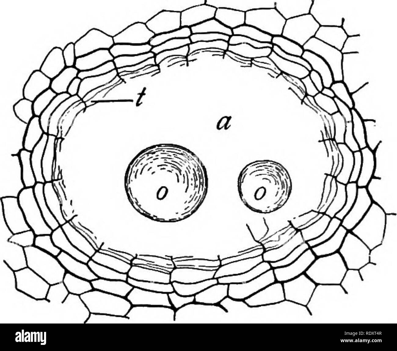 . Ein Lehrbuch der Botanik für Hochschulen und Universitäten ... Botanik. Abb. 636. - Junge Harz Drüse der Fir {Sylvestris): Ti, Kanal, ein Interzellulären Raum durch die SEPA-ration der vier nucleate Zellen. - Nach Tschirch. Diese Hypothese ist eindeutig nicht anwendbar, Sekrete, die nicht mit Wasser mischbar sind, wie ätherische Öle und Harze. Sie sind wahrscheinlich gebildet, jedoch in der Wand selbst, und somit das Material darf nicht die ecto-plast wie Harz oder Öl zu verfahren. Leider, auch der Ort ihrer Herkunft ist nach wie vor undurchsichtig. R61e bestimmter Sekret.-Nec-tar wird von vielen sammelte ich Stockfoto