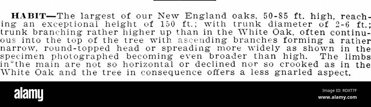 . New England Bäume im Winter. Bäume, Bäume im Winter. 446 NEW ENGLAND BÄUME IM WINTER, rote Eiche Quercus rubra L.. Rinde - Junge - Bäume und die oberen Teile der älteren Bäume glatt, grau-braun; auf die Stämme von Bäumen und auf deren dicker Gliedmaßen bis zu 4 cm. thiek, spät von flachen gebrochen Furchen in Dunkelbraun, sondern Regelmäßige, länglich, fest, Grob, abgeflachter Grate. Der fiat Bergrücken, die charakteristisch für die Arten sind oft in älteren Bäumen bis aufgeraut in Richtung der Unterseite des Stammes, so dass die Unterscheidungskraft der Rinde muss stärker auf die Amtsleitung oder auf den größeren Gliedmaßen gesucht werden Stockfoto