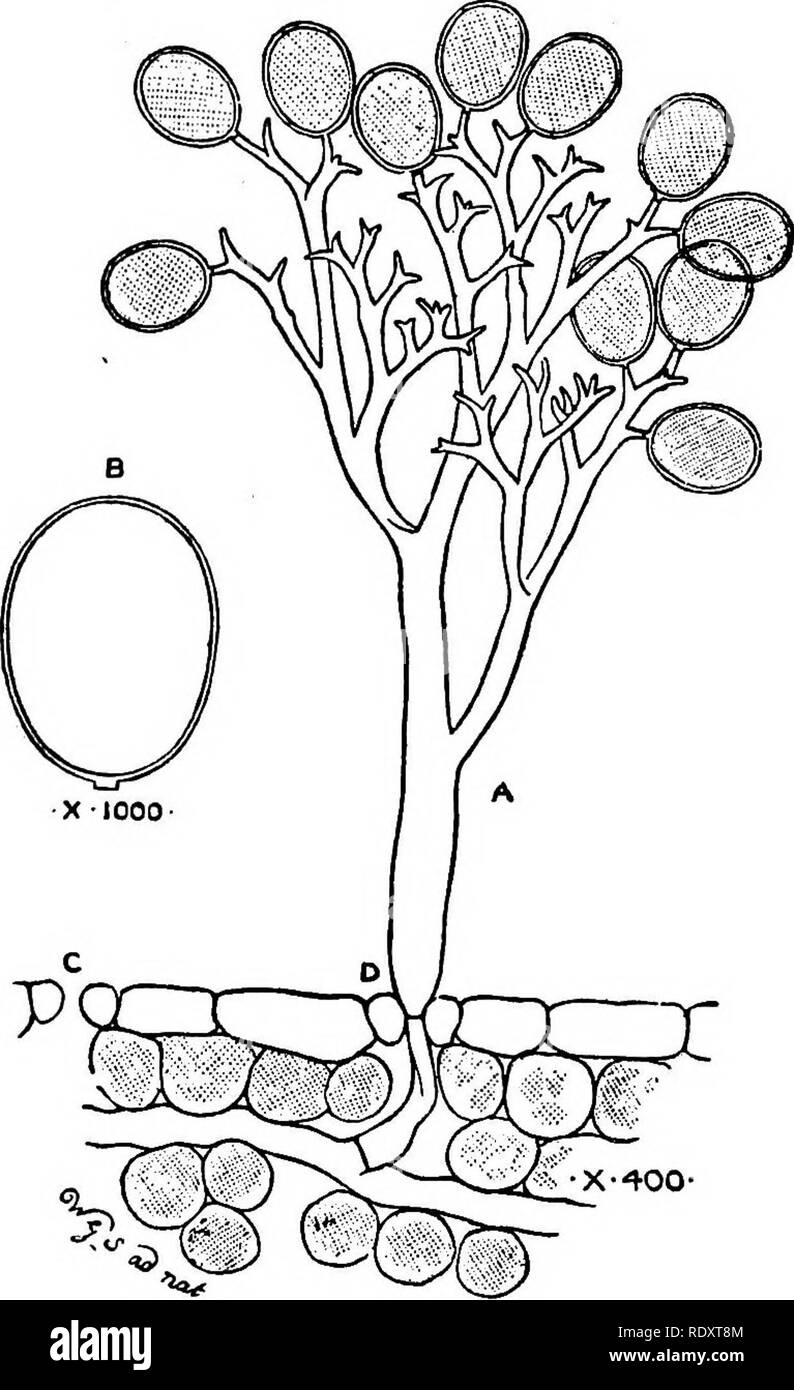 . Ein Handbuch der giftigen Pflanzen, vor allem des östlichen Nordamerika, mit kurzen Anmerkungen zu Wirtschafts- und Heilpflanzen, und zahlreichen Abbildungen. Giftige Pflanzen. 206 HANDBUCH DER GIFTIGEN PFLANZEN Seite des oogonium; antheridium. Dieser durchdringt die oogonium und das protoplasma Der antheridium geht in den oosphere. In der Art, wie Peronospora parasitica untersucht wurden, und Al-Bugo Candida, die oosphere oder Eizelle enthält einen einzelnen Kern, etwa in der Mitte gelegen, die verbleibenden Kerne, die sich in der Peripherie Schicht des protoplasma Der periplasma weitergegeben. Eine einzelne Stockfoto