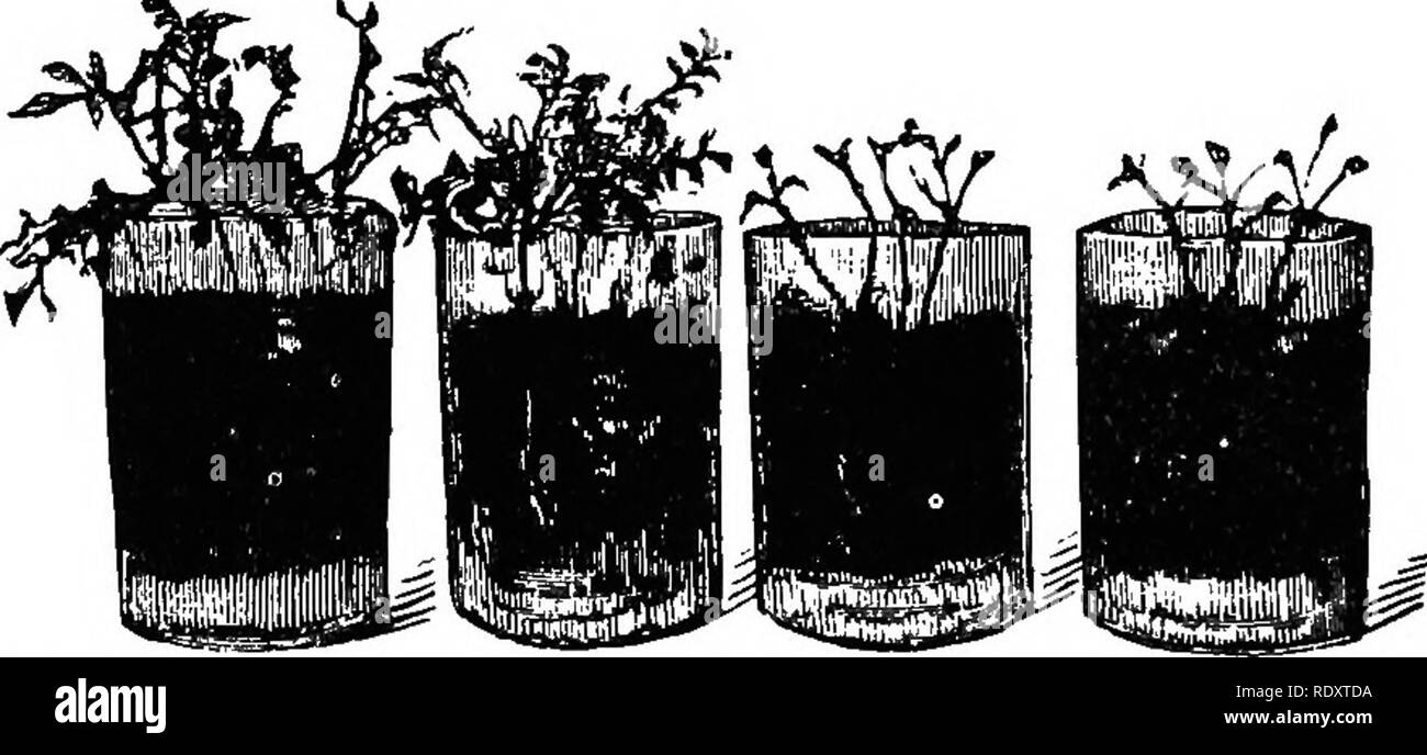 . Pflanzenphysiologie. Pflanzenphysiologie. 92 PHYSIOLOGIE DES NUTBITION gedeihen ohne micorhiza, andere werden nie mit Es gefunden, und noch andere auftreten, manchmal mit und manchmal auch ohne. Die nicht-grünen Saatgut - Pflanzen erscheinen in der Regel auf die erste Gruppe zu gehören. Mycorhiza entwickelt sich vor allem in den Böden, reich an Humus, wo der Pilz hyphfe der Eingang der Nährstoffe in der Pflanze zu erleichtern. Nicht-grünen Saatgut - Pflanzen organische sowie anorganische Stoffe aus dem Boden mittels Der mycorhiza. Die Bedeutung der mycorhiza zu grünen Pflanzen ist wahrscheinlich die meisten in Verbindung mit einer ausgeprägten Stockfoto