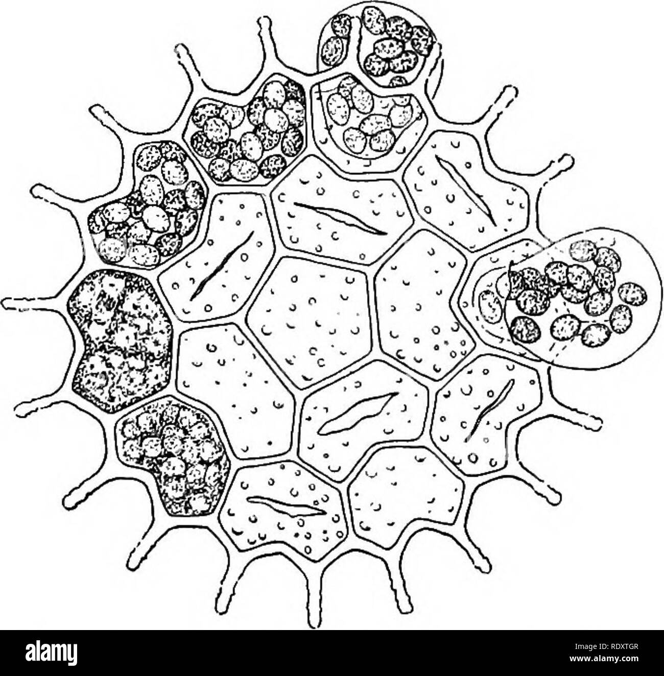 Ein Lehrbuch der Botanik für Hochschulen und Universitäten ... Botanik.  Abb. 34 - - Pleurococ-cus: die einzelne Zelle mit Zellkern und große  Chloroplasten, und Cell-Gruppen in verschiedenen Größen. Zellen; 36, Zelle