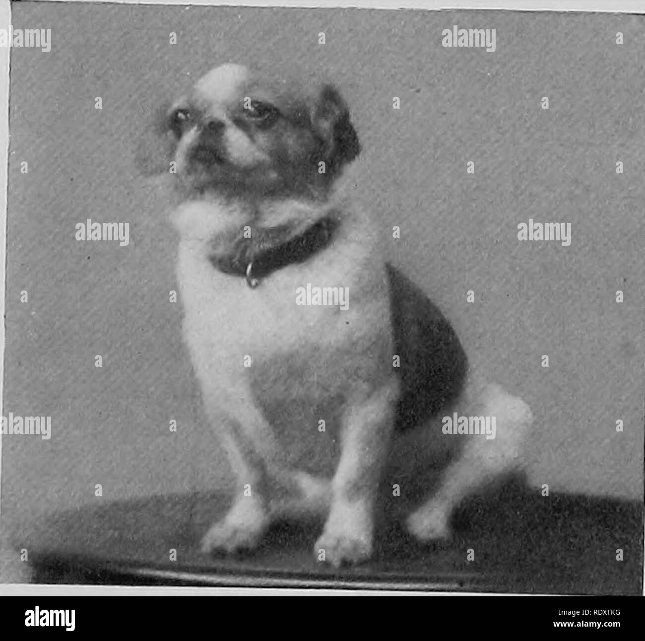 . Der Hund buchen. Eine populäre Geschichte des Hundes, mit praktischen Informationen über die Pflege und Verwaltung von Haus, Zwinger, und Ausstellung Hunde; und Beschreibungen aller wichtigen Rassen. Hunde. 1 PEKINESEN PUG Phoiografh durch Yiug Cheong, Shanghai PEKINESEN MOPS DAME Die beiden unteren Fotos sind von "KURZHAARIG "möpse, Kastanie brindle-weiß und befinden sich im Besitz von Miss Deady Keane von Shanghai. Die starke Ähnlichkeit zwischen Schwarz Frau Guyer's pug von Pekin und die Englische Hunde von Miss Neish ist sehr offensichtlich. Bitte beachten Sie, dass diese Bilder extrahiert werden aus der gescannten Seite Bilder, die haben können Stockfoto