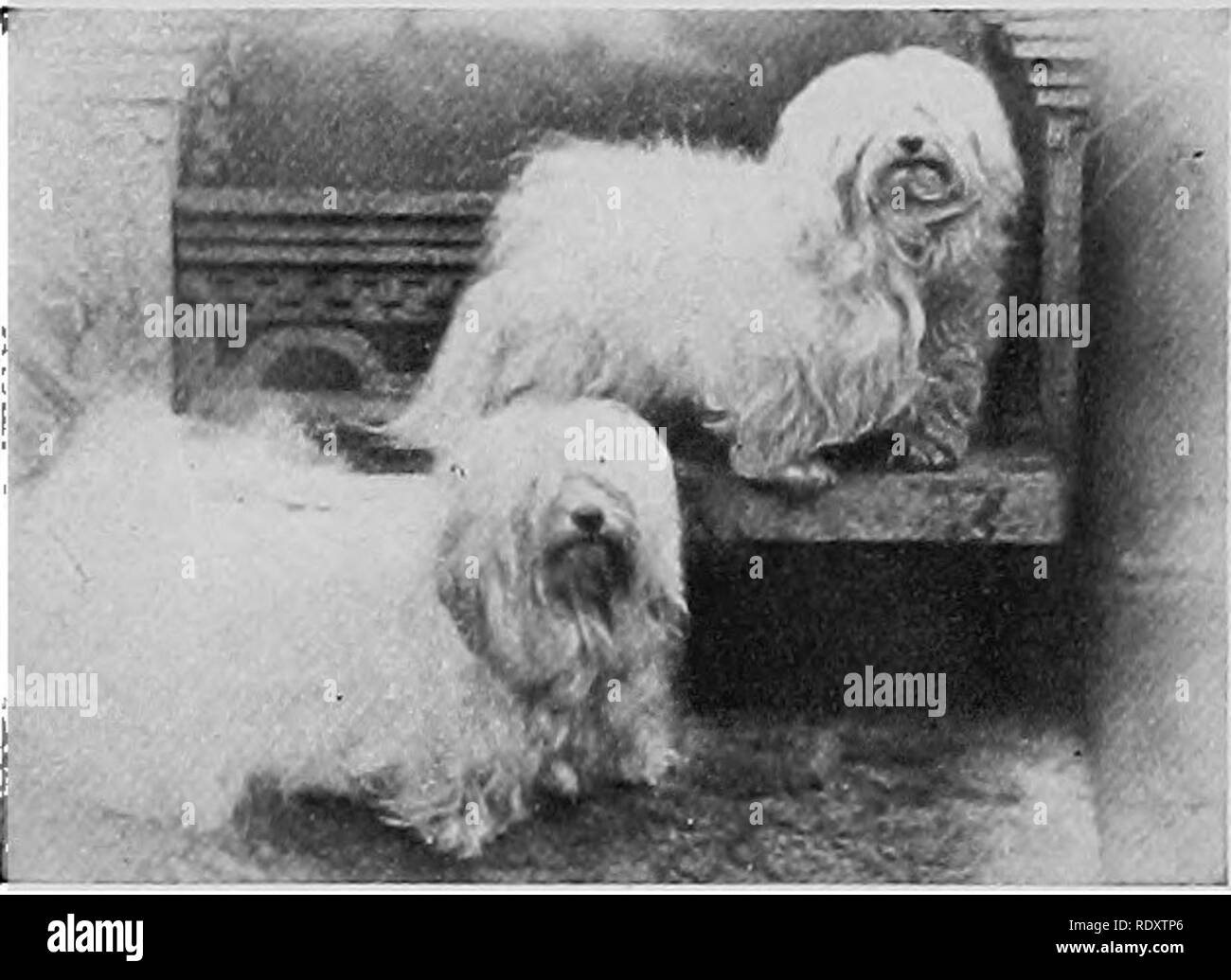 Lion Dogs Schwarzweiß-Stockfotos und -bilder - Alamy