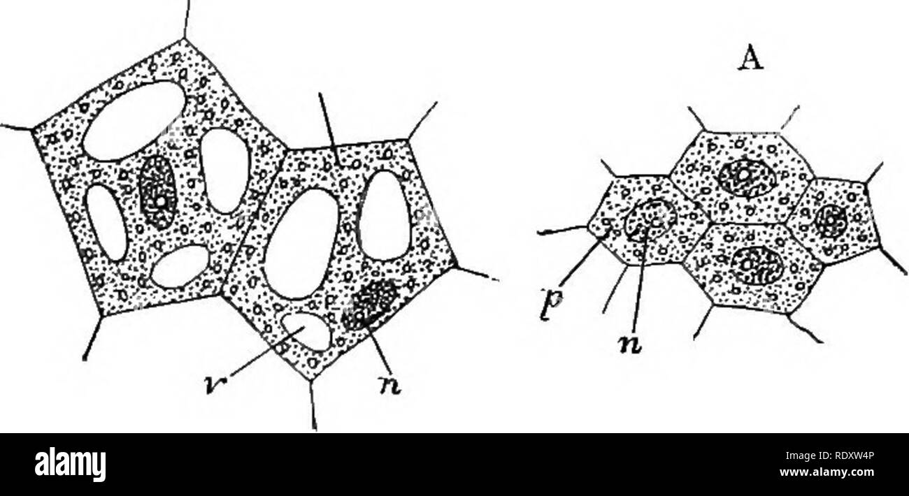 . Eine Einführung in die pflanzlichen Physiologie. Pflanzenphysiologie. Die allgemeine STBUCTtFfiE VON PFLANZEN 5 mit seinen Nachbarn auf allen Seiten. In solchen Zellen der proto-plast bei Jungen in der Regel belegt den gesamten Innenraum (Abb. 5, a), aber, wenn sie Erwachsene sind Es liegt in der Regel als. Abb. 5. Pflanzliche Zellen. Eine sehr junge; B, ein wenig älter, mit Beginn der Ausbildung der Vakuole. p, protoplasma; n, Nucleus; v, eine Vakuole. Periphere Schicht rund um die Mauer, zu dem es eng gepresst wird, während eine zentrale vakuole belegt den größeren Raum der Höhle, die von der Zelle eingeschlossen - Mauern (Abb. 6). Manchmal ist die Stockfoto