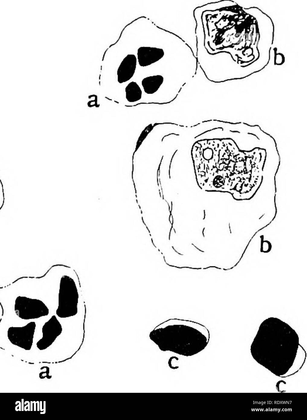 . Milch und der öffentlichen Gesundheit. Milch; Öffentliche Gesundheit. 12 MILCH UND DER ÖFFENTLICHEN GESUNDHEIT Kap. tief, und von der verdrehten Form häufig angezeigt wird, wie mehrere Kerne. (H) große Zellen. - Diese Zellen sehr unterschiedlich i.e. der Größe, sind aber in der Regel große, ihre durchschnittlichen Durchmesser von 13/t bis 16 Yu., Aber sie kann so groß sein wie 24/^. Sie haben einen gemeinsamen Kern, die nur einen relativ kleinen Teil der Zelle einnimmt. Alle Abstufungen zwischen diesen Zellen und Lymphozyten sind mit Met. (C) Lymphozyten. - deutlich kleiner. Sie zeigen große Variabilität in der Größe, in einigen Fällen ist ziemlich klein, aber für die meisten Stockfoto