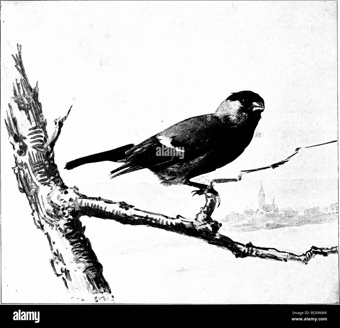 . Unsere heimische Tiere, ihre Gewohnheiten, Intelligenz und Nützlichkeit; tr. Aus dem Französischen von Gos. De Voogt, von Katharine S. Wormeley;. Heimische Tiere. Der hänfling Flamme - farbige Gefangener in Dunkelgrün cliambers, wer hat nur gesehen oder gehört werden und Tod passt ein Pfeil! . . Er wird sitzen und das für eine lange Zeit im Herzen einer Zeder, wie wenn sie in der tragischen Erinnerungen an seine Rasse absorbiert. Dann, leise, müde, er ruft, ciran und in die ganze Welt: Frieden. Frieden. . Frieden. . Frieden. . Frieden. . ! Die melodische Seufzer, die jemals von den schlupfwinkeln eines Dungeon ausgestellt. Die broivn Thrasher (Har-por Stockfoto