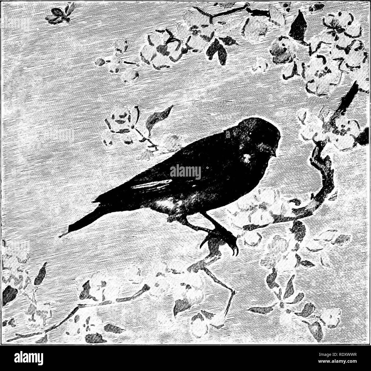 . Unsere heimische Tiere, ihre Gewohnheiten, Intelligenz und Nützlichkeit; tr. Aus dem Französischen von Gos. De Voogt, von Katharine S. Wormeley;. Heimische Tiere. 278 heimische Tiere. Der hänfling Flamme - farbige Gefangener in Dunkelgrün cliambers, wer hat nur gesehen oder gehört werden und Tod passt ein Pfeil! . . Er wird sitzen und das für eine lange Zeit im Herzen einer Zeder, wie wenn sie in der tragischen Erinnerungen an seine Rasse absorbiert. Dann, leise, müde, er ruft, ciran und in die ganze Welt: Frieden. Frieden. . Frieden. . Frieden. . Frieden. . ! Die melodische Seufzer, die jemals von den schlupfwinkeln eines Dungeon ausgestellt. Die Stockfoto