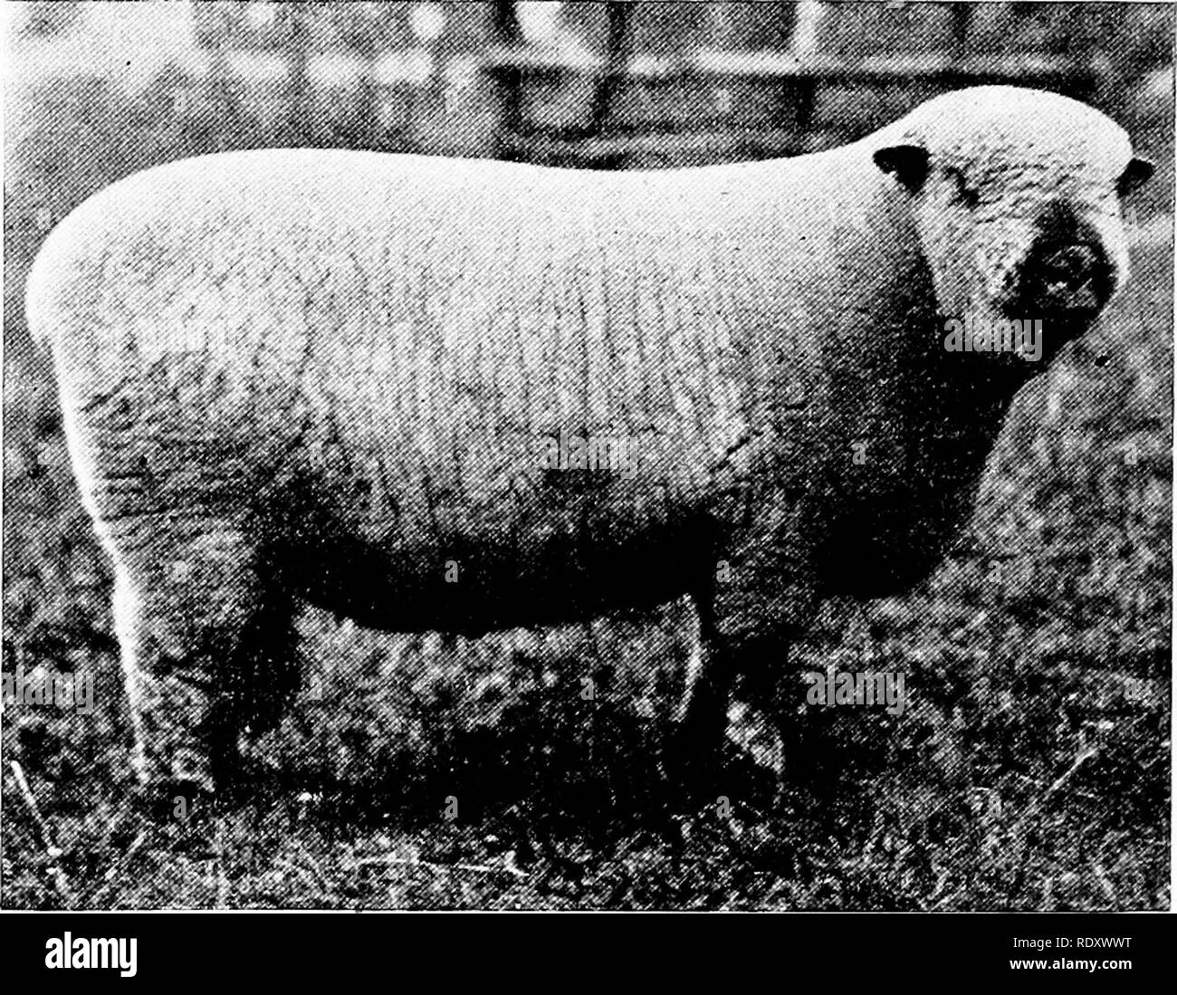 . Produktive Schafzucht. Schafe. 112 Die SHROPSHIRE versucht verweigert werden, dass die shropshire ist ein cross-bred Schafe; die ursprüngliche Rasse wurde referenziert, und der erste Versuch zur Verbesserung war diese incumbrances zu erhalten, und es besteht wenig Zweifel, dass diese getätigt wurde durch das Kreuz des Southdown. Dieses Schaf war für die Downs angepasst, sondern für die Einhausungen der Shropshire etwas mehr fügsam erforderlich war, war daher der Rückgriff auf den Leicester." Es überhaupt wahrscheinlich ist, dass die meisten, wenn nicht alle, von dieser Kreuzung fertig war, bevor es eine bewusste Bewegung in Richtung war Stockfoto