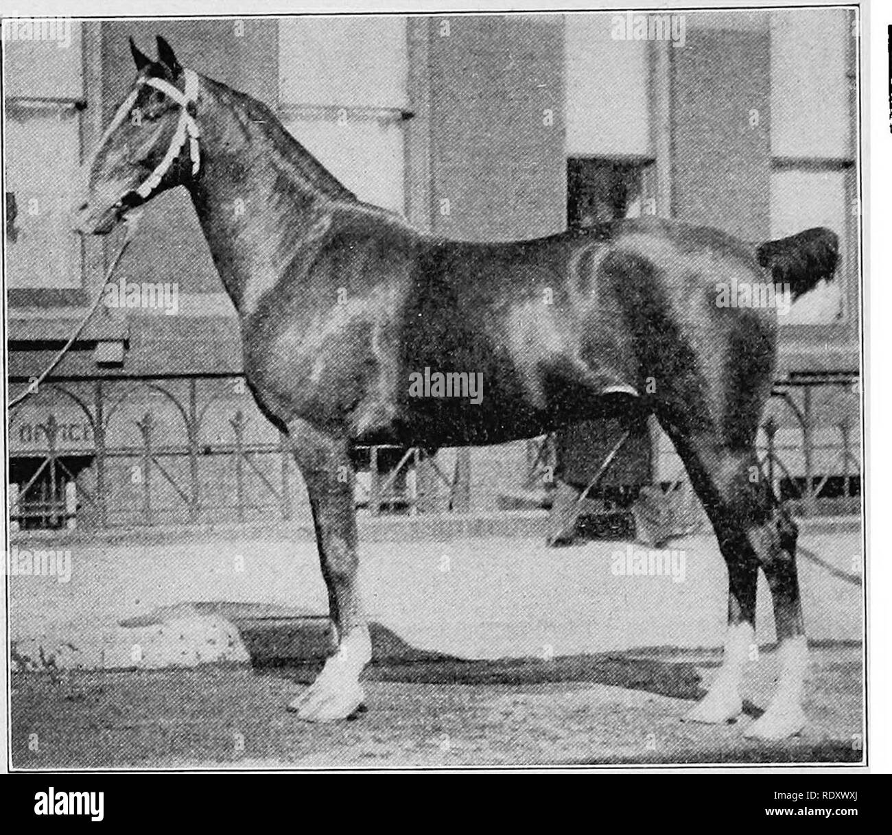 . Elemente der hippology. Pferde. Abbildung 3. âThe Coach-Horse Typ. Mit freundlicher Genehmigung von J. Campbell Thompson, Esq. ^^T1-r J^1 S K B Ml1^w. § ^^m^M HJI J Sb ^f M S 1 1:..", .3 M S .. Â ...â 1 Mit freundlicher Genehmigung von "Der Reiter und Fahrer.*. Bitte beachten Sie, dass diese Bilder sind von der gescannten Seite Bilder, die digital für die Lesbarkeit verbessert haben mögen - Färbung und Aussehen dieser Abbildungen können nicht perfekt dem Original ähneln. extrahiert. Marshall, Francis Cutler, 1867 -; United States Military Academy. Abt. der Taktik. Kansas City, Hudson drücken Sie Stockfoto