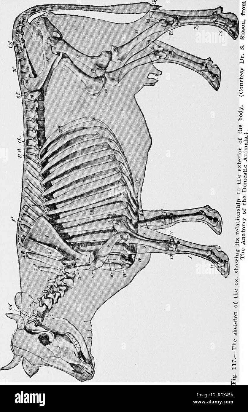 . Beurteilung der Nutztiere. Viehbestand. . Bitte beachten Sie, dass diese Bilder sind von der gescannten Seite Bilder, die digital für die Lesbarkeit verbessert haben mögen - Färbung und Aussehen dieser Abbildungen können nicht perfekt dem Original ähneln. extrahiert. Plumb, Charles S. (Charles Sumner), 1860-1939. New York: Orange Judd Unternehmen Stockfoto